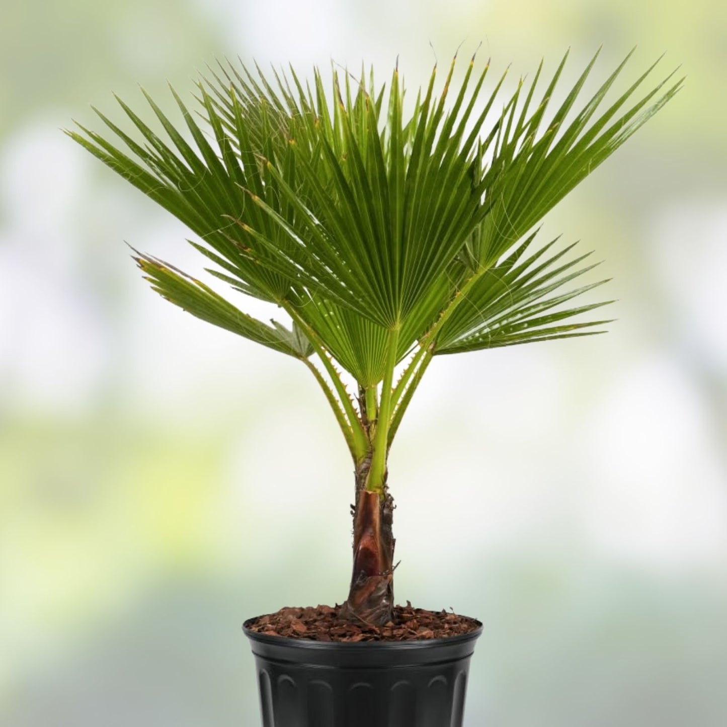 Washington Robusta Mexican Fan Palm Seedling - 4 Year Old Trachycarpus fortunei Sapling - Tropical Garden Plant