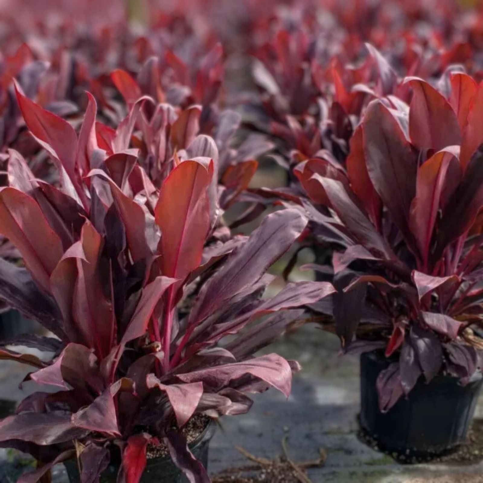 Cordyline Ruby Red 14" Pot - Tropical Evergreen Shrub - Cordyline fruticosa - Low-Maintenance Indoor/Outdoor Plant