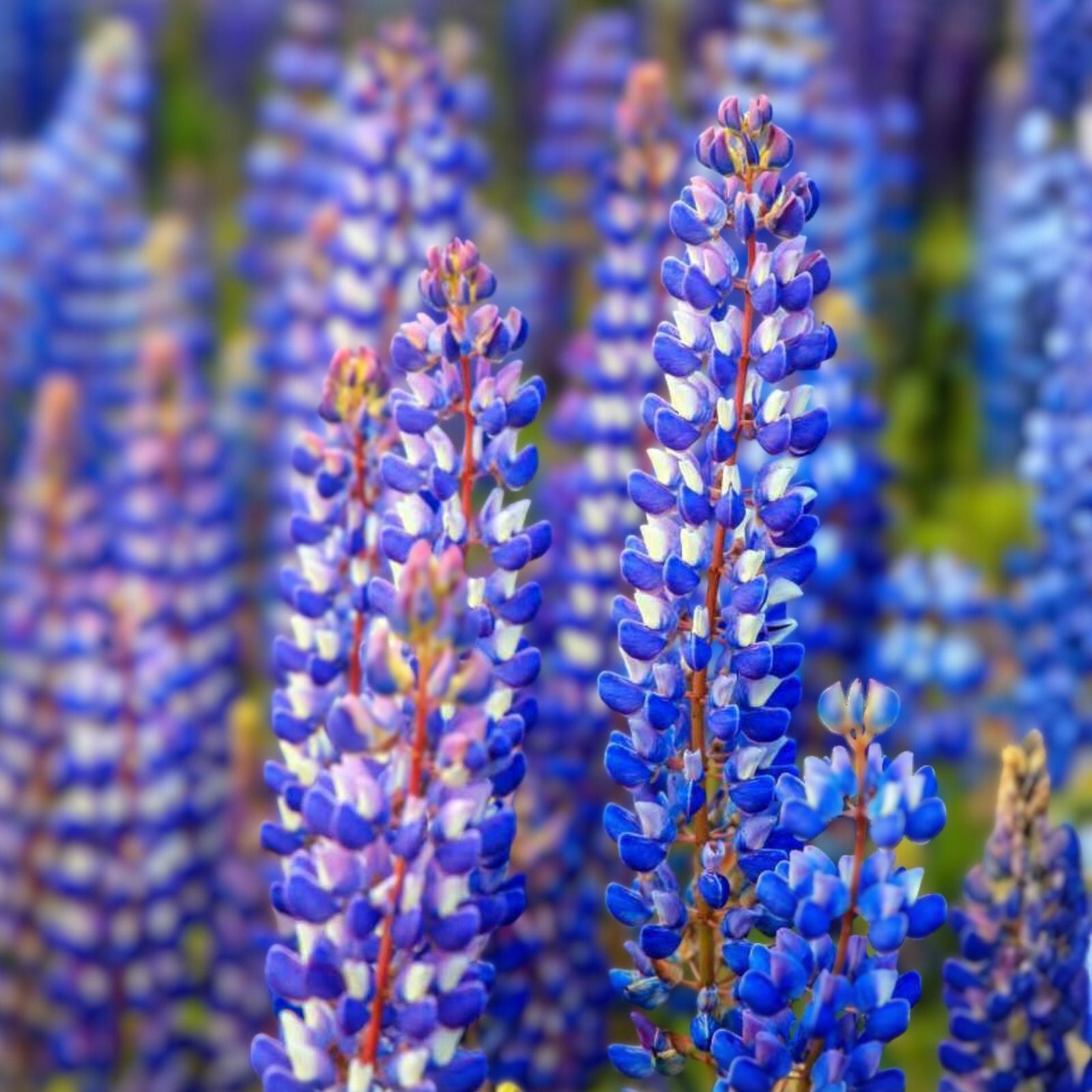 Arroyo Lupine Seeds 500 Pack - Purple Flowers, Lupinus succulentus, Pollinator-Friendly Garden Plant Seeds