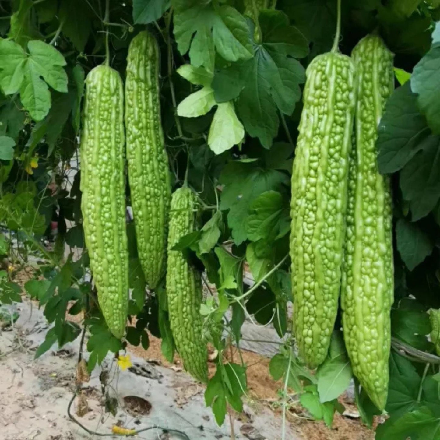 Bitter Gourd Seeds 10 Pack - Green Variety - Momordica charantia - Rare and Hard to Find Vegetable Seeds