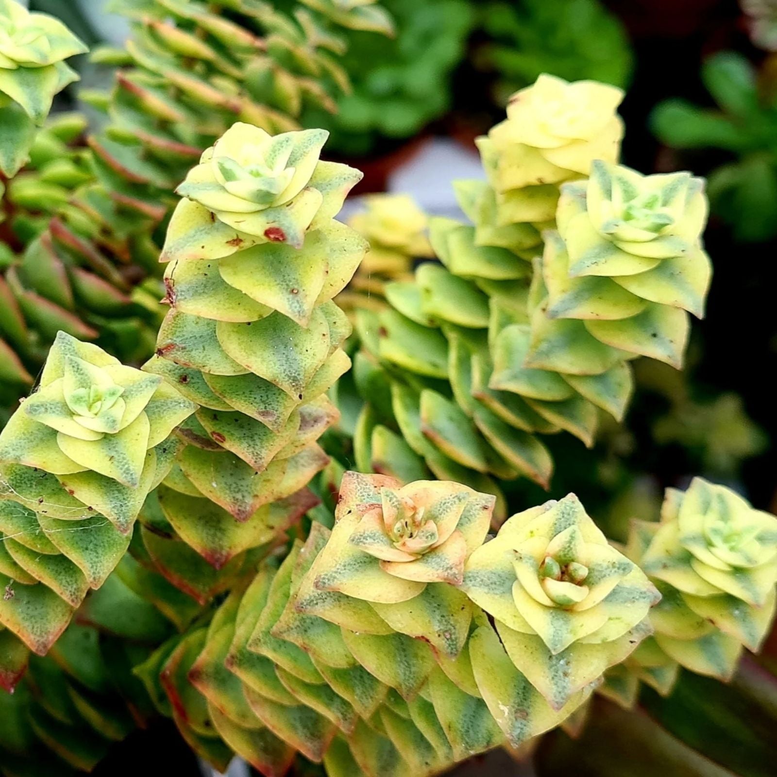 Succulent Plant 2" String of Buttons Crassula perforata Live Indoor Garden Plant - Easy Care Houseplant