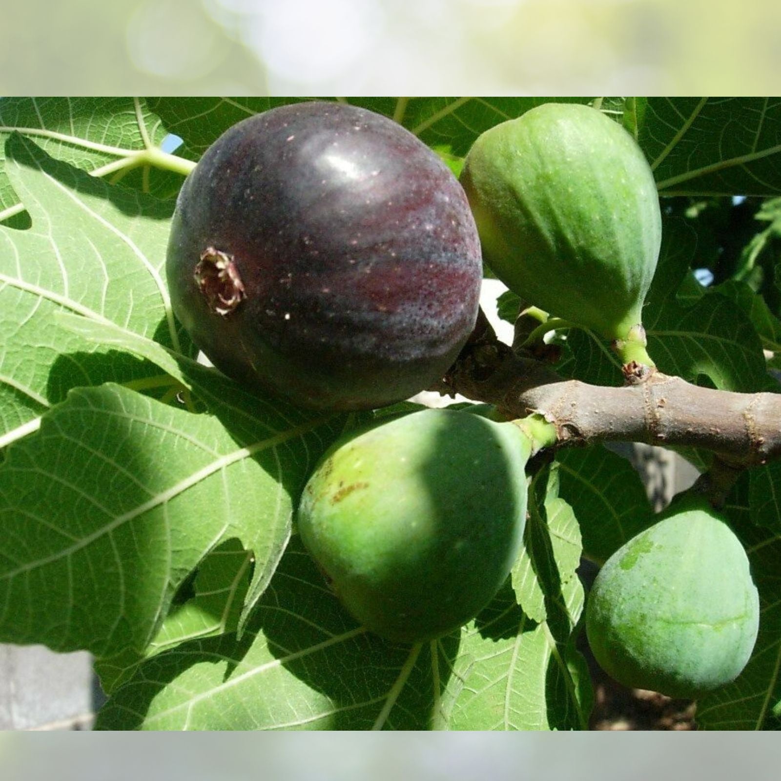 Black Mission Fig Tree Starter Plant 3-Pack, Ficus Carica, Everbearing, Dark Skinned, Edible Fruit, Strawberry Interior