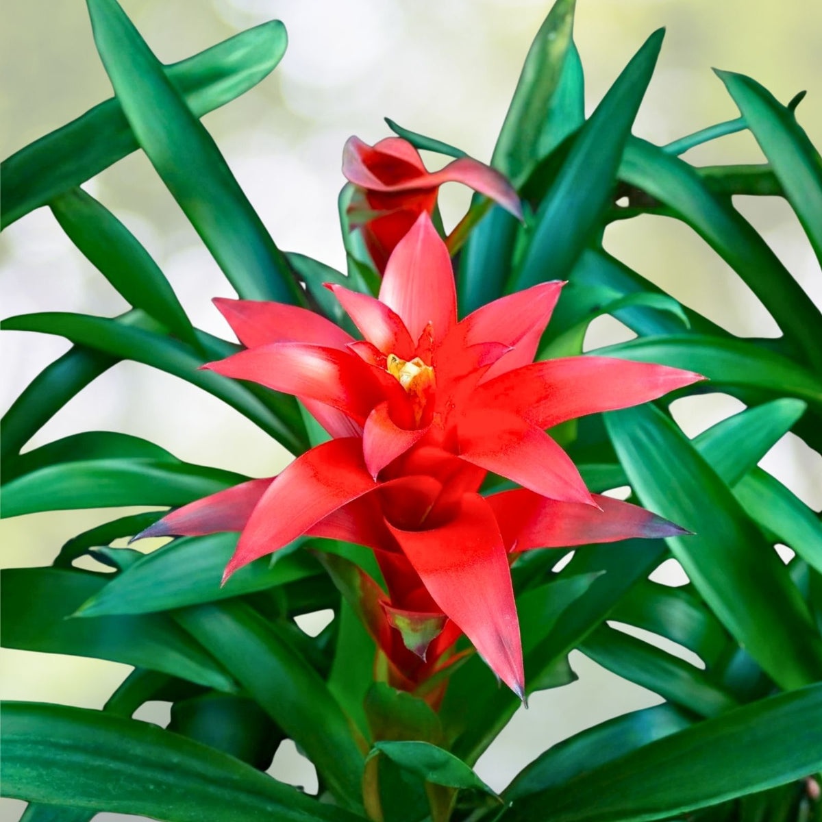 Bromeliad Plant 9" Pot Alcantarea Odorata Silver-Dusted Foliage for Interior & Landscape Use