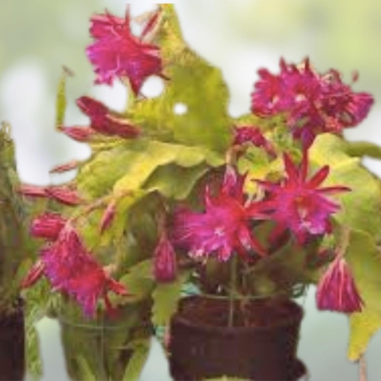 Epiphyllum 'Immortal' Unrooted Cutting - Rare Orchid Cactus Houseplant Propagation Material