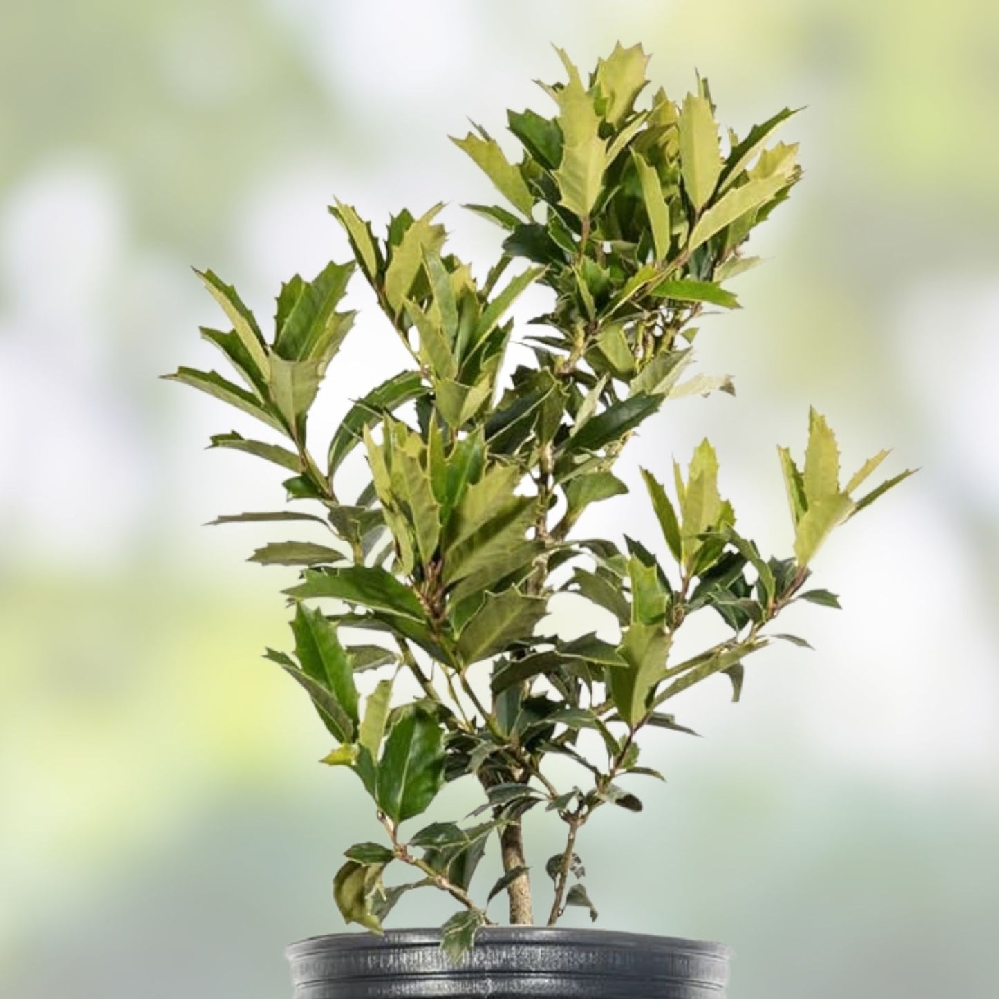 Oak Leaf Holly Plant - Evergreen Shrub - Ilex x 'Oak Leaf' - Hardy Landscape Foliage - Low Maintenance Garden Choice