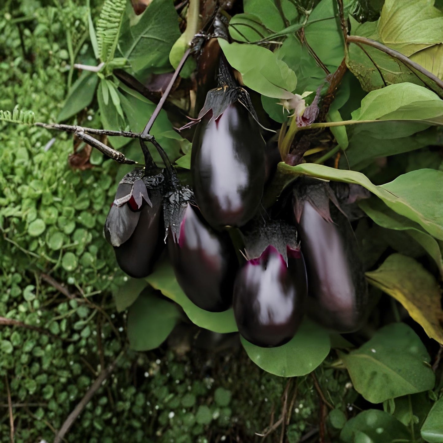 American Hybrid Eggplant Seeds - 20 Non-GMO Heirloom Vegetable Seeds A1014 Hybrid American E for Gardening