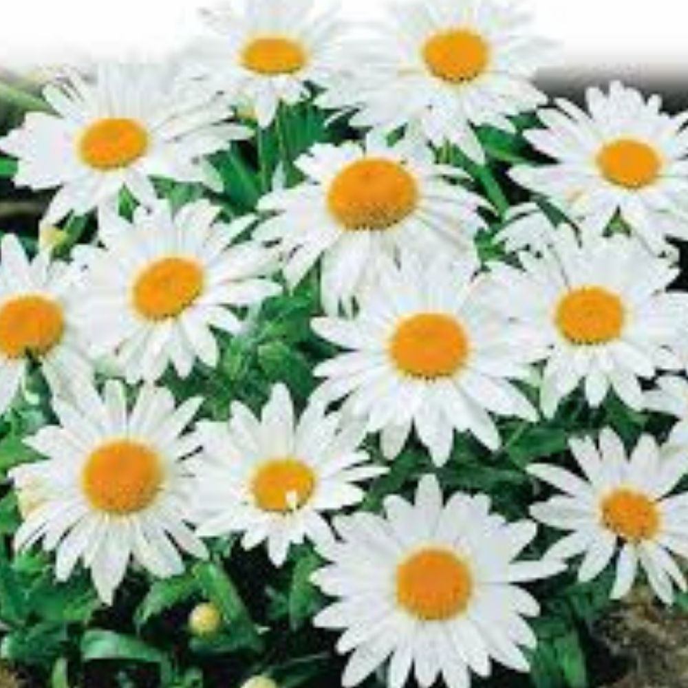 Alaska Shasta Daisy Seeds 200 Organic Perennial Leucanthemum × superbum Flower Garden Plant