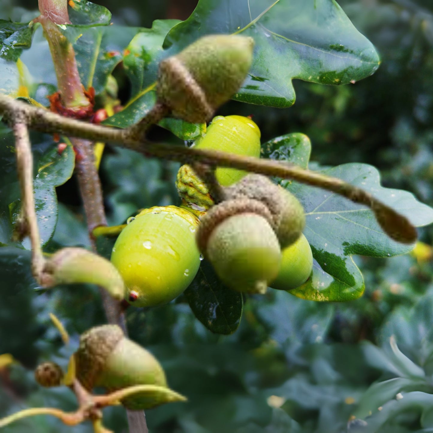 Shumard Oak Acorns - 110 Pack - Native Tree Seeds (Quercus Shumardii) - Ideal for Planting and Landscaping