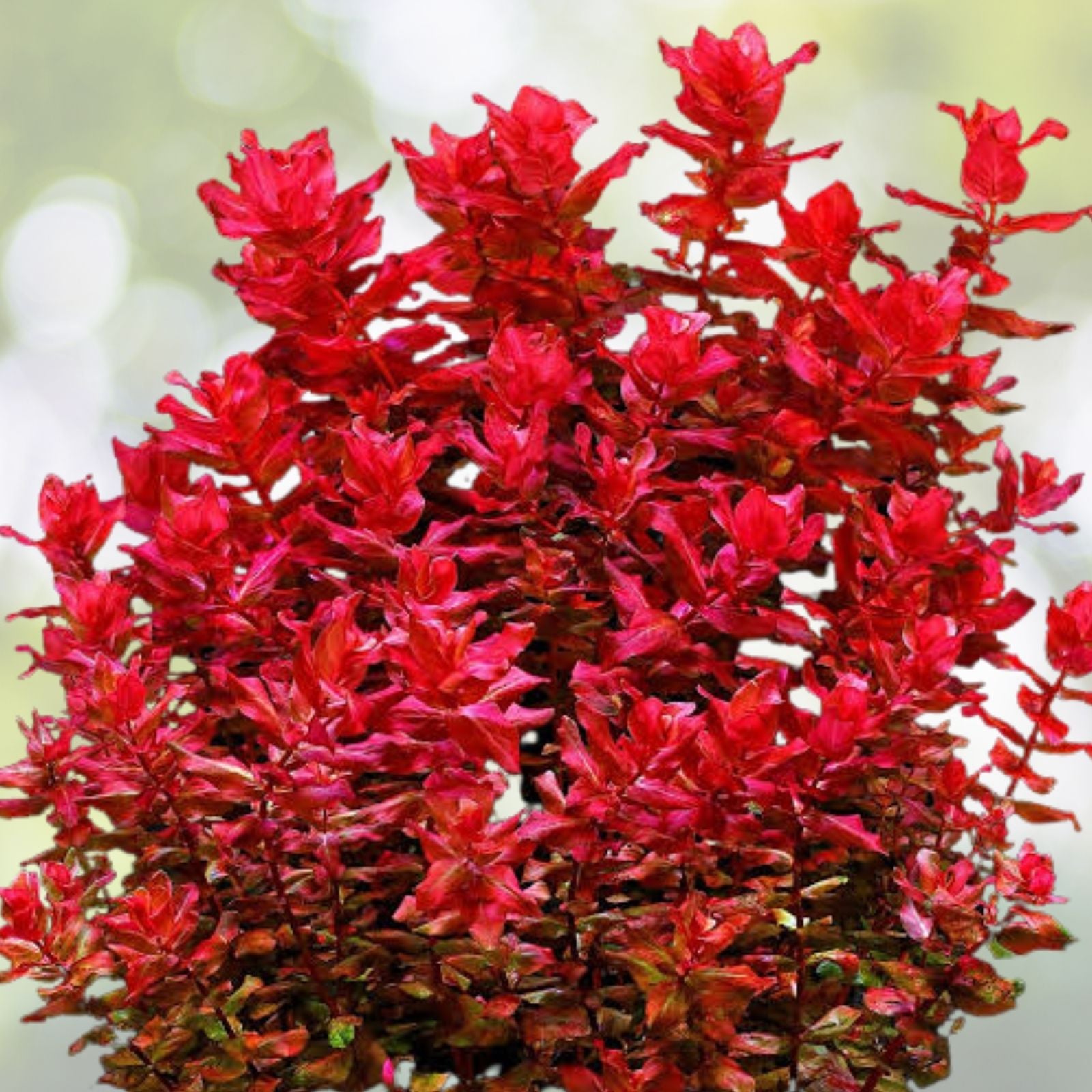 Rotala Macrandra Live Aquarium Plant - Emersed Grown - Advanced Aquatic for Freshwater Tanks and Ponds - Rotala Macrandra