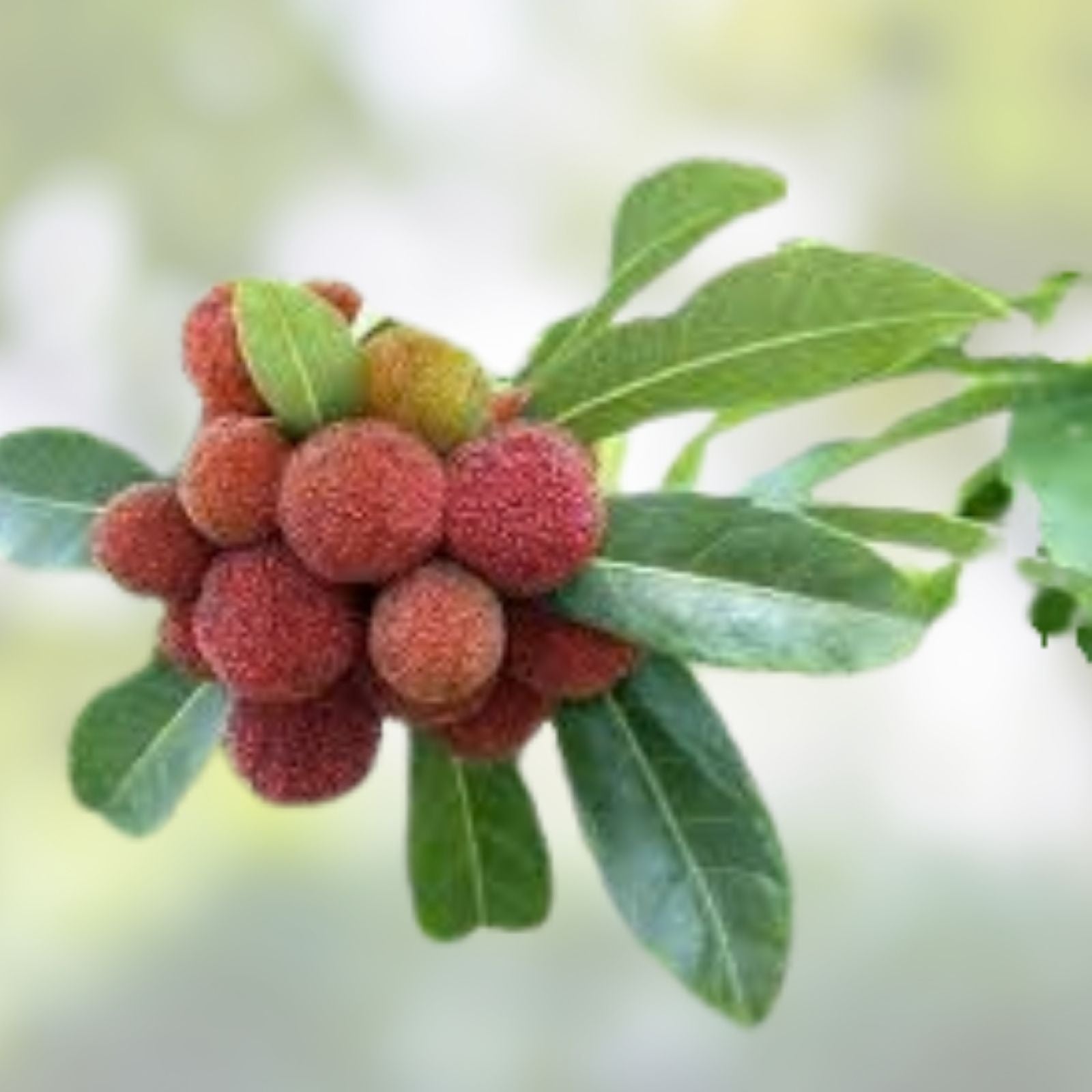 Yumberry Tree Seeds 10 Pack - Exotic Yang-mei Fruit Seeds Myrica rubra for Planting, Edible Fruit, Garden Grow