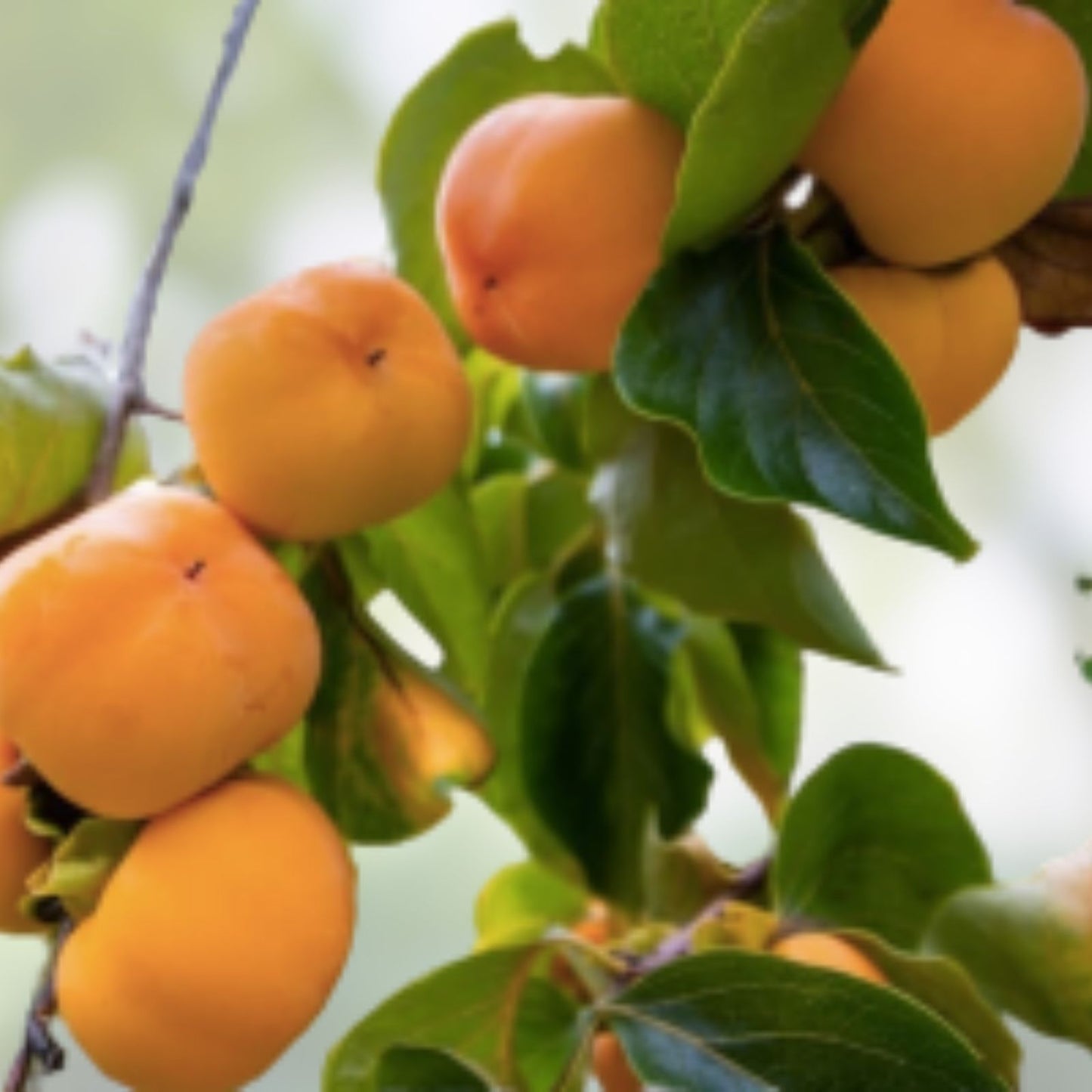 Persimmon Tree Seeds 10 Pack - Diospyros virginiana - USA Made, Outdoor Fruit Tree Seeds, Native Persimmon Seeds for Planting