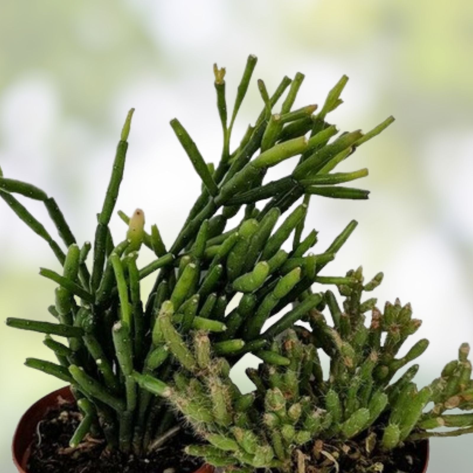 Fresh Rhipsalis Prismatica Cuttings - Rare Orchid Cactus Houseplant Propagation Material