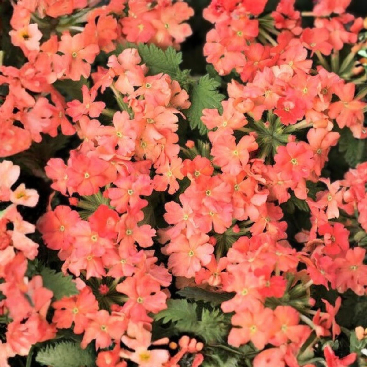 Geranium Seeds 100+ Peachy Keen Fragrant Non-GMO Fresh Flower Seeds for Gardens Containers Pelargonium spp.