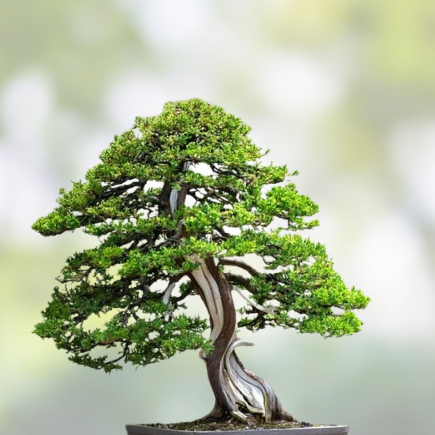 Bonsai Tree Seeds - Juniperus spp. - 10+ Seeds for Bonsai Cultivation - Prized Juniper Bonsai Seed Pack