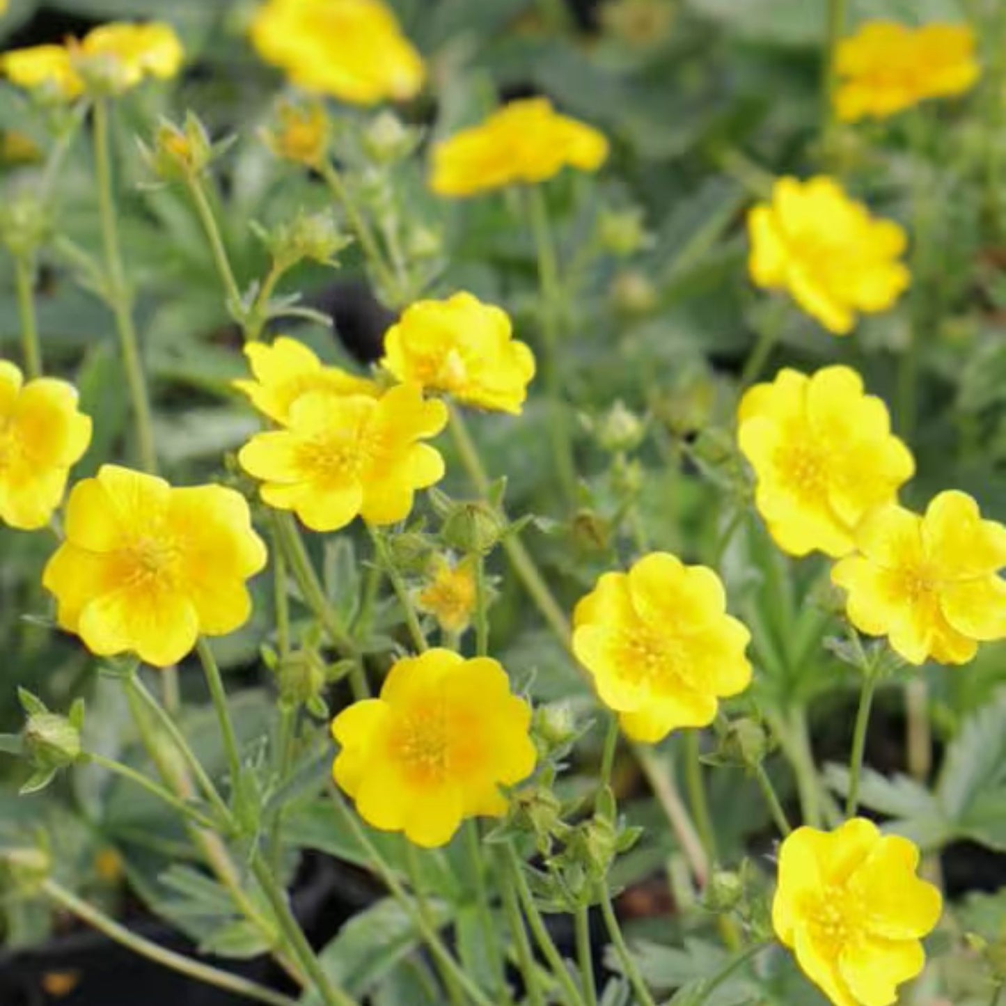 Potentilla Aurea Seeds 1000 Count - Golden Cinquefoil Perennial Flower Seeds for Easy Garden Growth