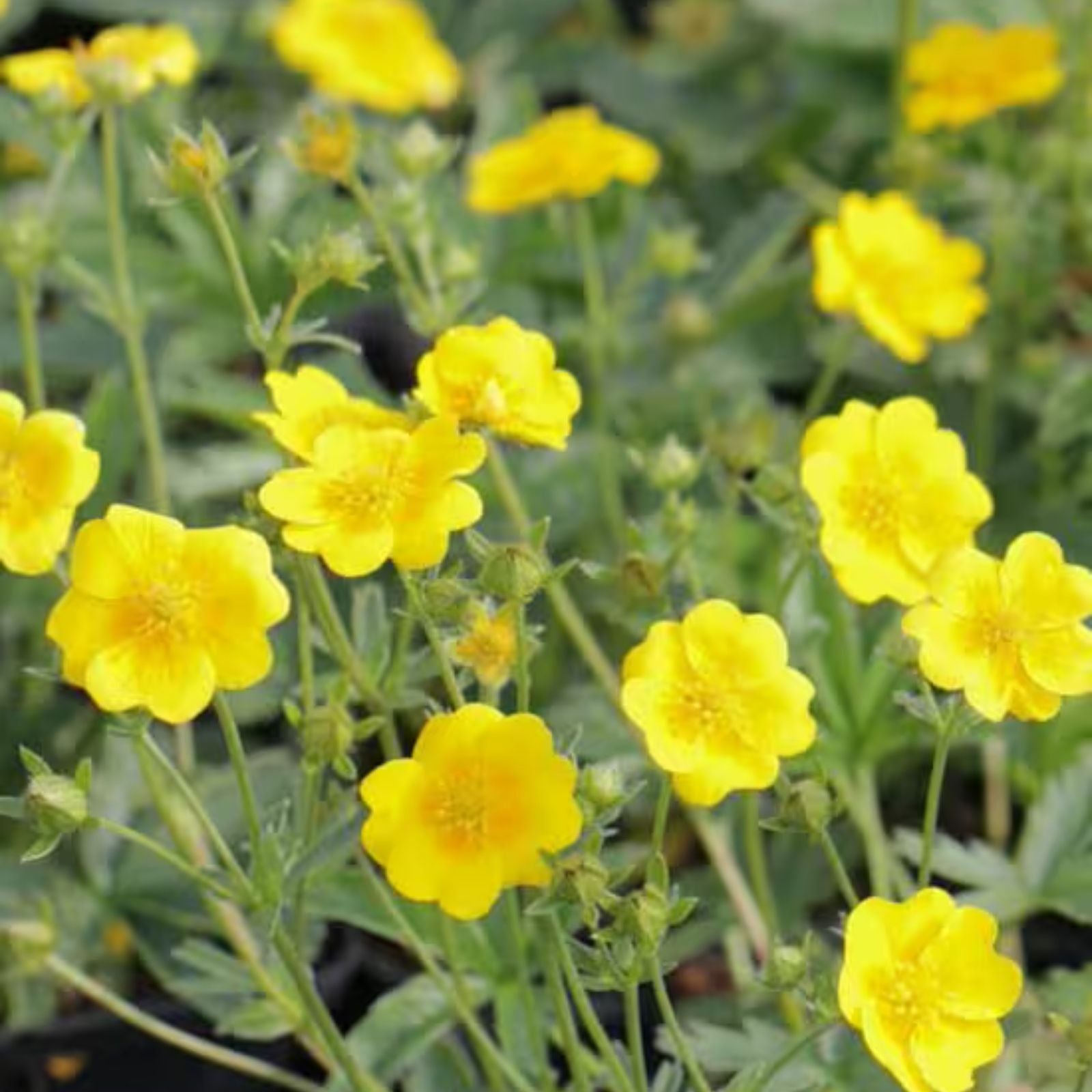 Potentilla Aurea Seeds 1000 Count - Golden Cinquefoil Perennial Flower Seeds for Easy Garden Growth