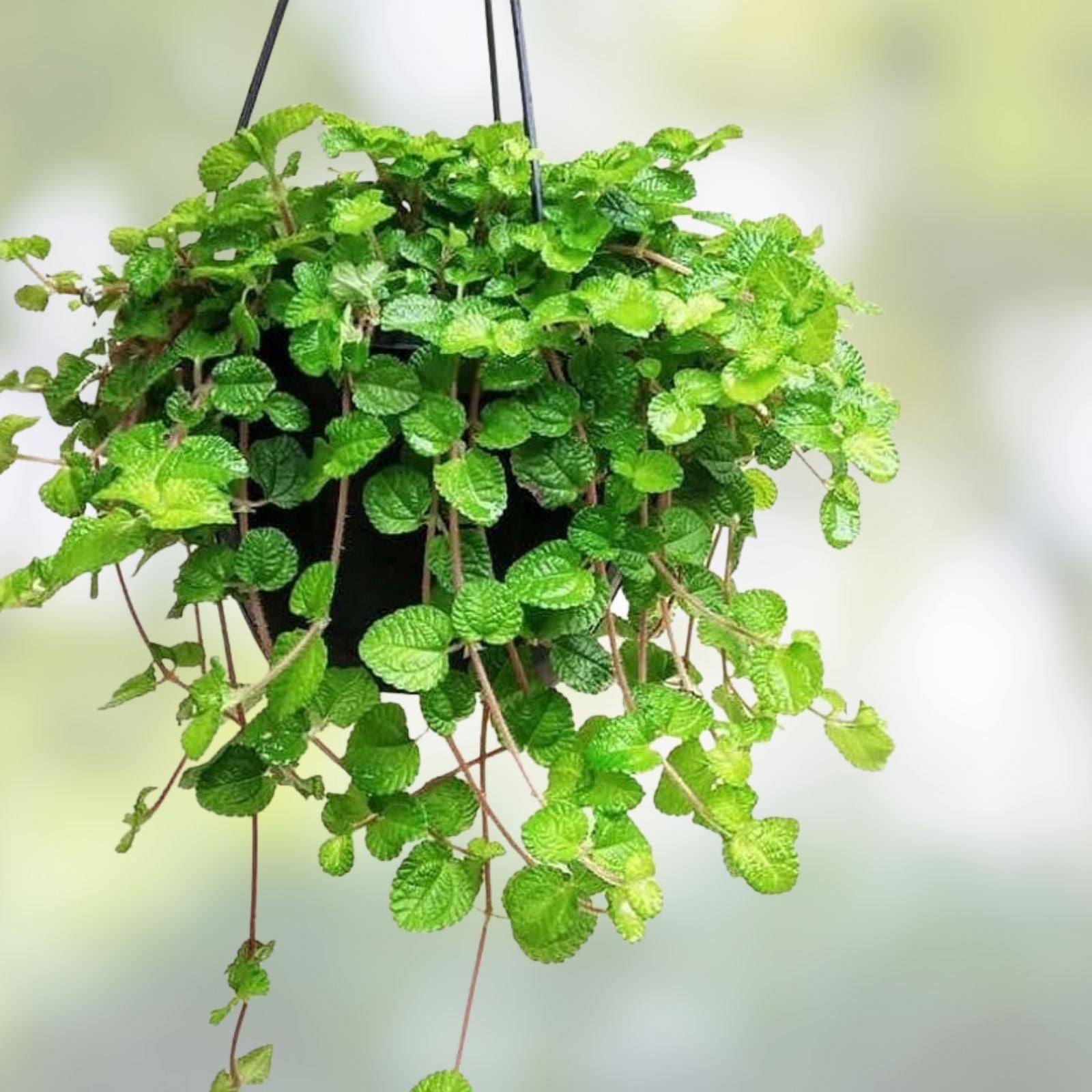 Creeping Charlie Live Vine Plant 10 Roots, Evergreen Glechoma hederacea, Fast-Growing Indoor Hanging Greenery