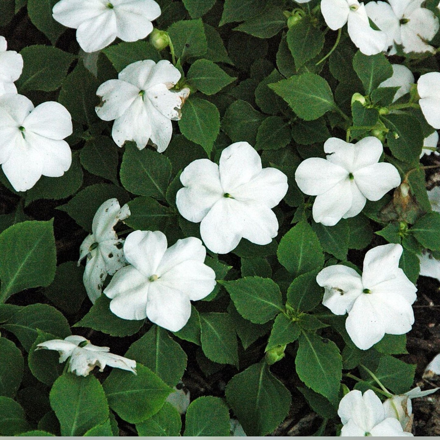 Premium Busy Lizzy Seeds 500 Pack – White Impatiens Flower Seeds for Garden, Patio & Container Planting – Impatiens walleriana