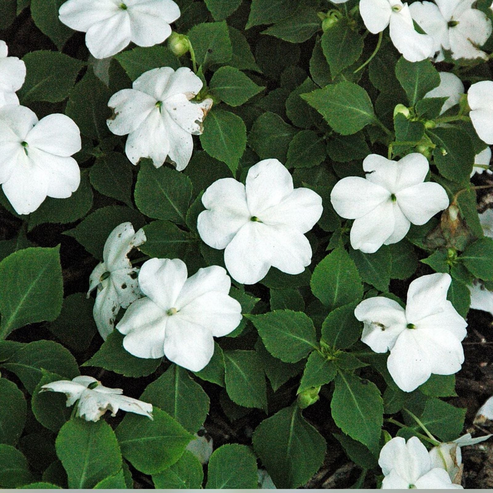 Premium Busy Lizzy Seeds 500 Pack – White Impatiens Flower Seeds for Garden, Patio & Container Planting – Impatiens walleriana