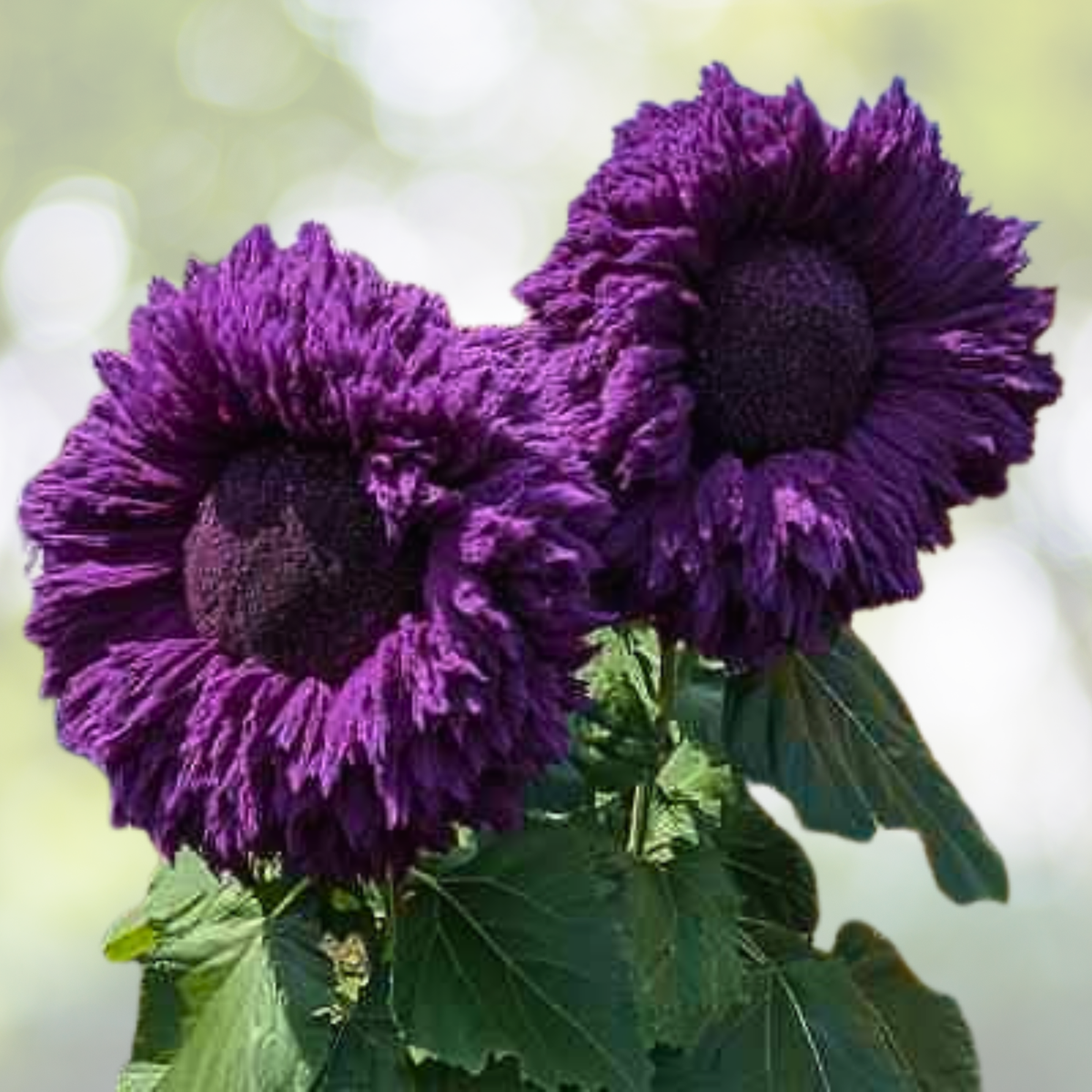 50pcs Rare Purple Teddy Bear Sunflower Seeds - Non-GMO Heirloom Helianthus annuus