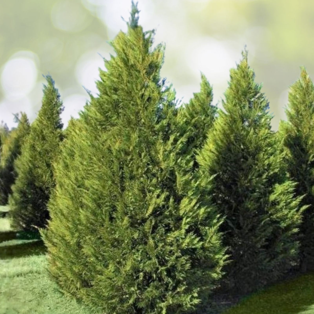 40 Leyland Cypress Cuttings - Fresh Non-Rooted Evergreen Privacy Screen - Fast Growing (Cupressocyparis leylandii)