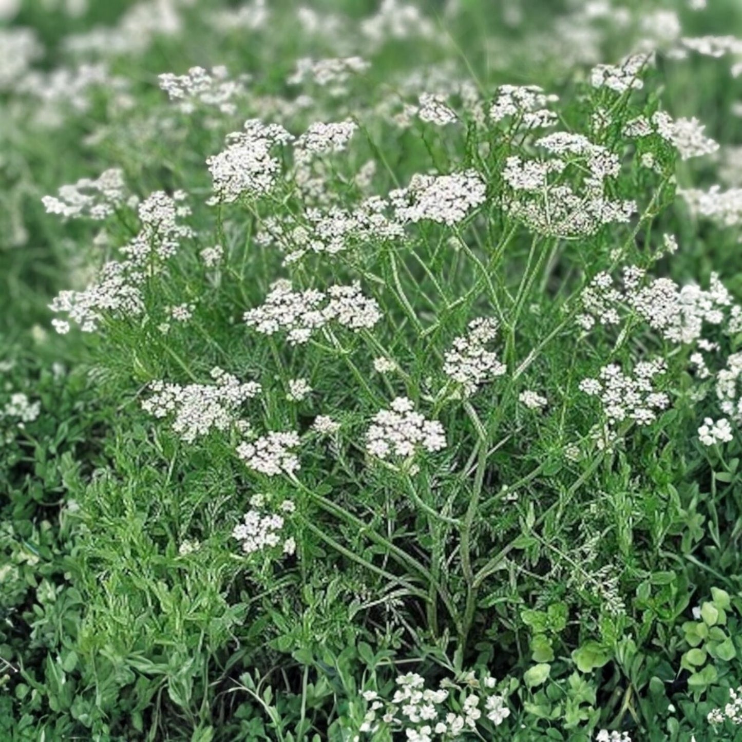 Caraway Herb Seeds 20+ Seeds Culinary Spice for Cooking and Baking Carum carvi