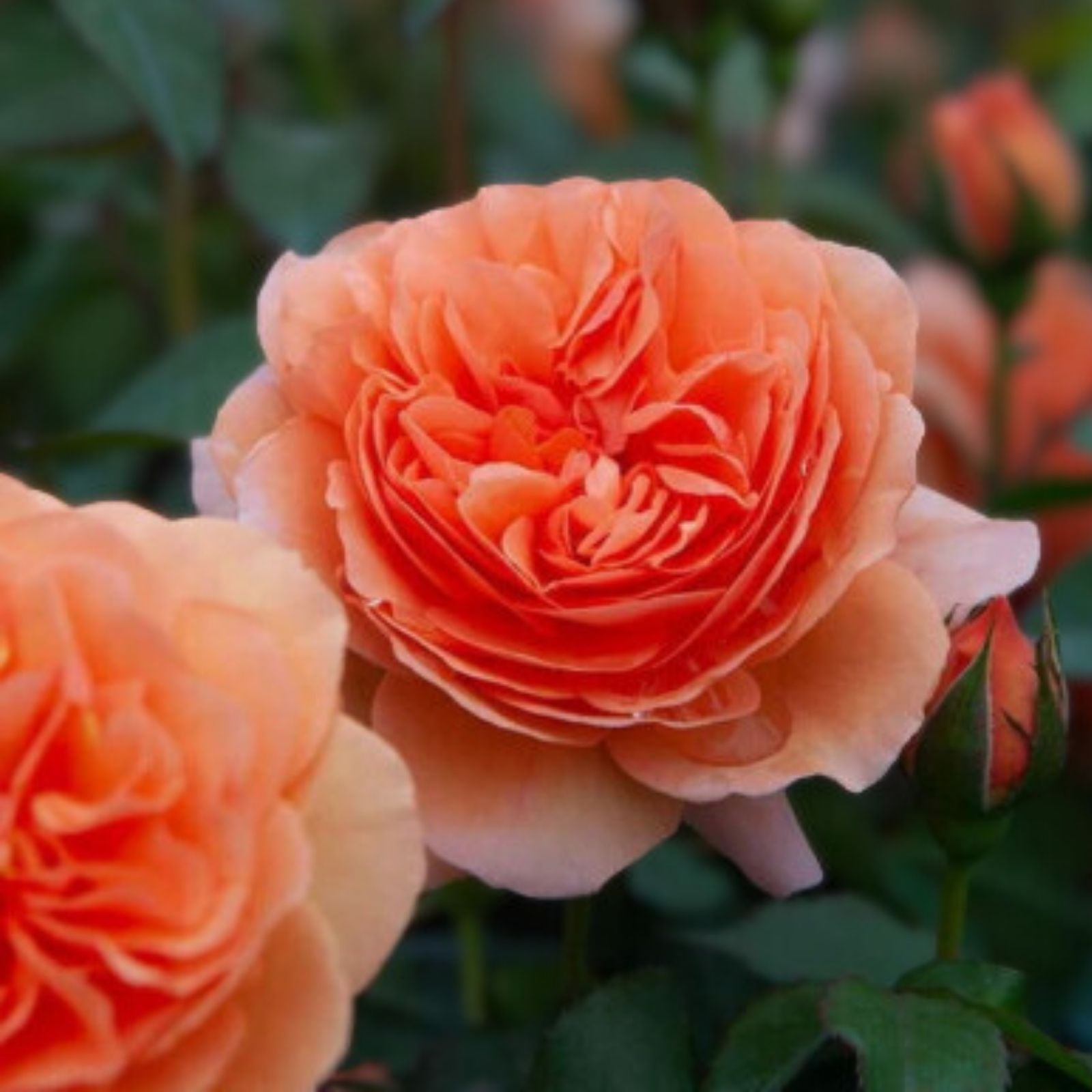 Chippendale Rose Cuttings - 3 Rare Plant Propagation Cuttings for Rooting or Grafting - Rosa spp.