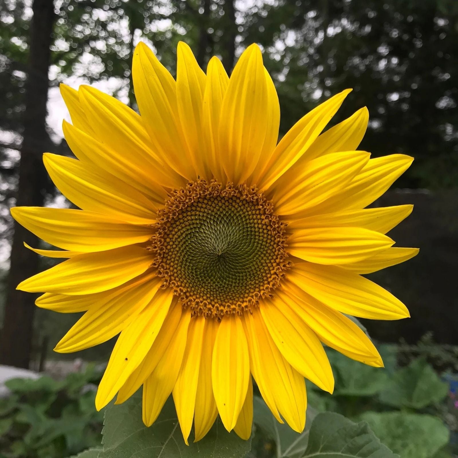 Bulk Sunflower Seeds for Planting 1000+g | Heirloom Non-GMO Helianthus annuus