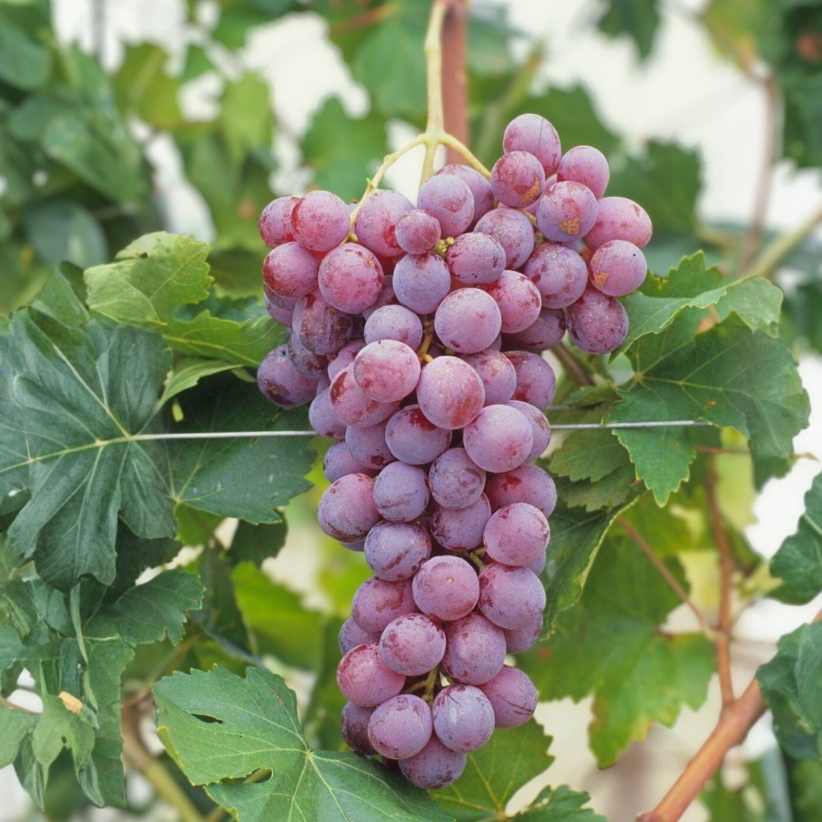 Globe Seedless Grape Vine Cuttings Bulk 50 Thin Cuttings Vitis vinifera Fruit Plant Propagation