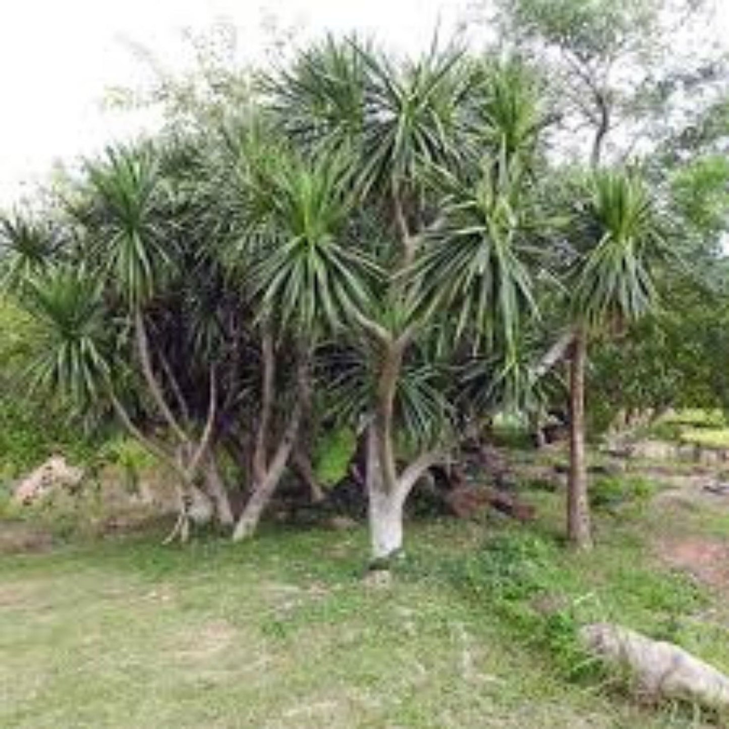 Dragon Blood Bonsai Tree Seeds – 6 Seeds – Dracaena Draco – Indoor Gardening Plant Seeds for Bonsai Cultivation