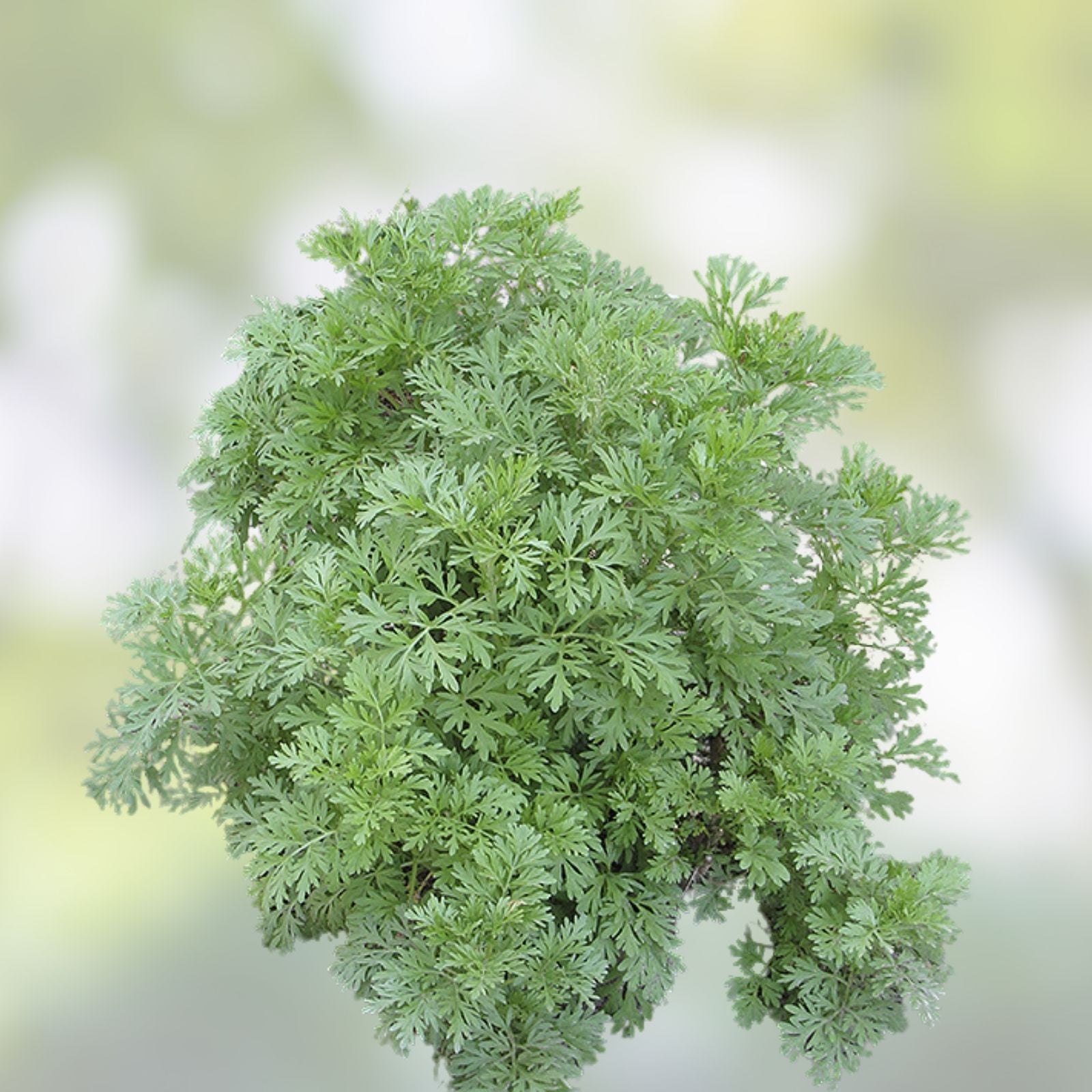 Absinthe Plant Seeds 100 Count – Common Wormwood, Artemisia Absinth Herb Garden Seeds for Planting