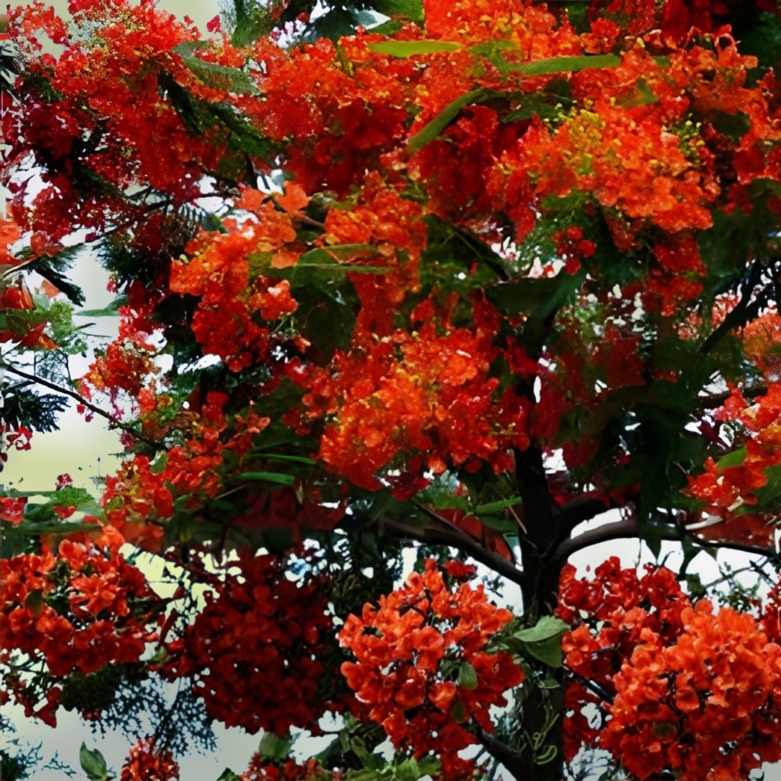 20 Seeds Royal Poinciana Flame Tree - Delonix regia Tropical Ornamental Tree Seeds, Gulmohar, Bright Red Flowers