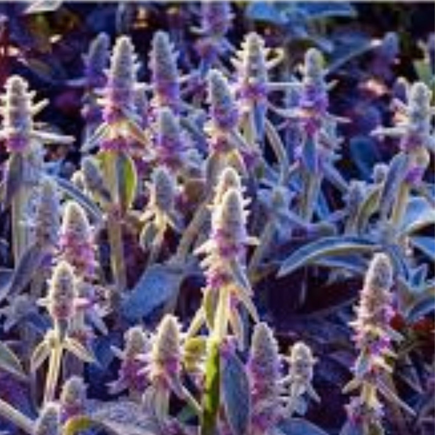 Lamb's Ear Seeds 100+ Seeds Byzantina Variety Stachys byzantina Made in USA Ships from Iowa