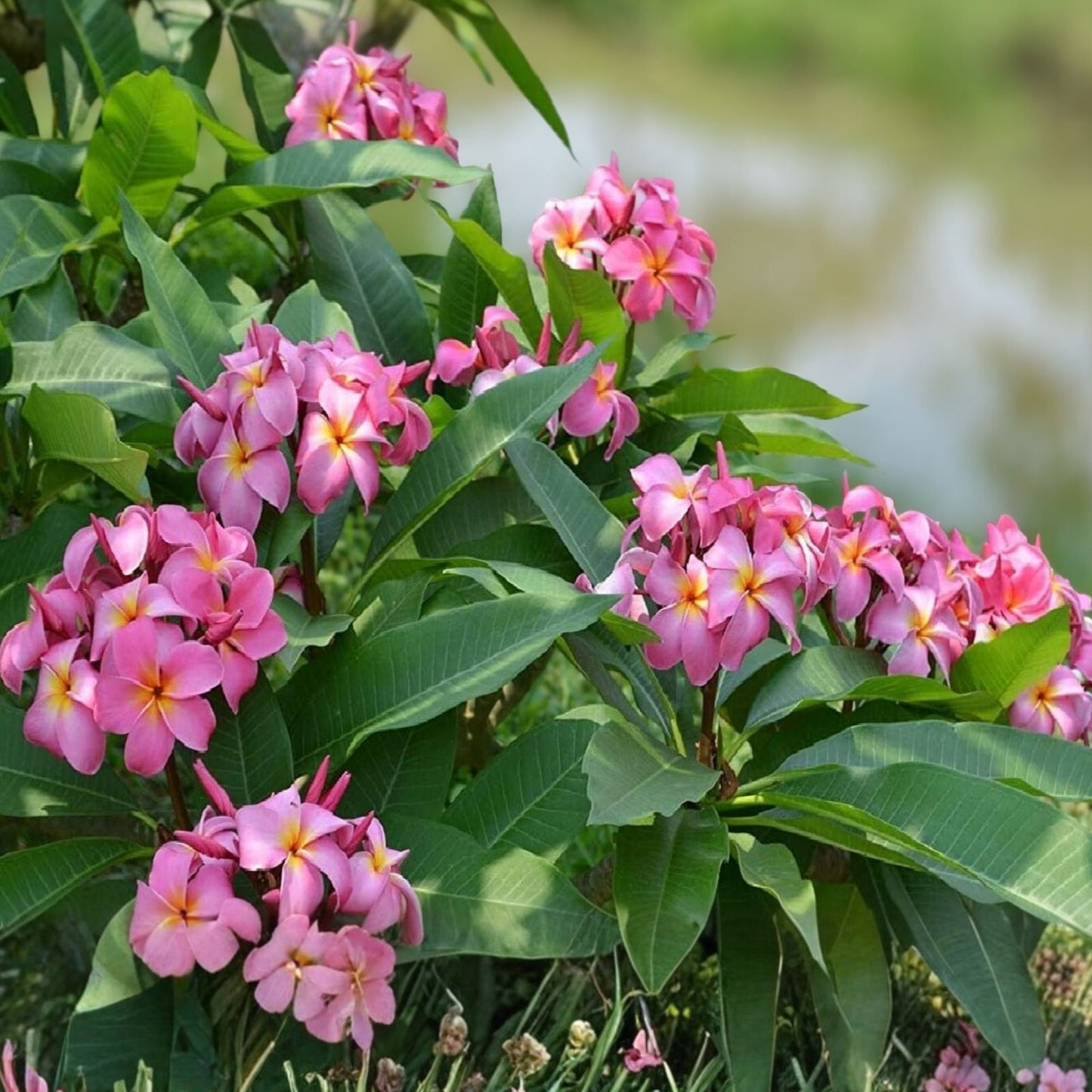 Large Rooted Plumeria Plant Cutting - Plastic Pink, 20" with 3 Big Tips, Plumeria rubra, Frangipani Tree, Tropical Flowering Plant