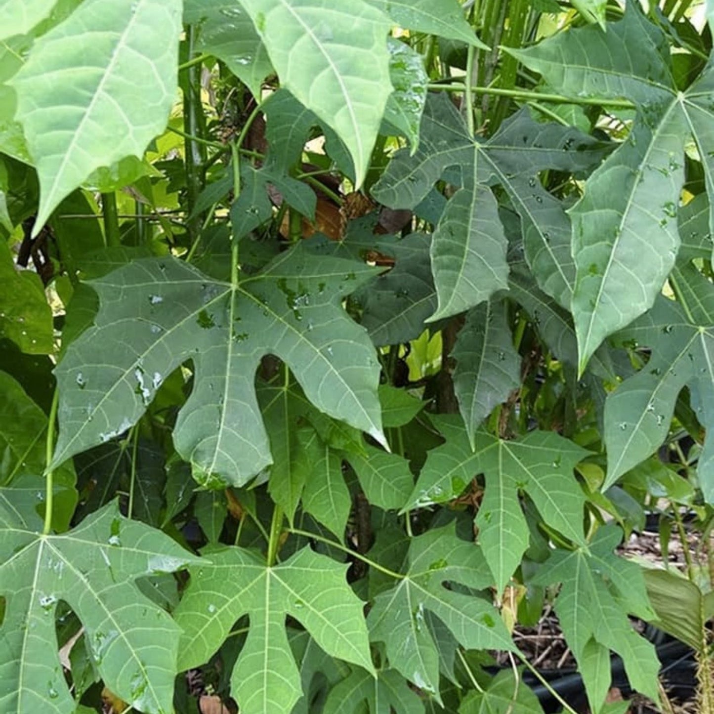 Maple Leaf Chaya Cuttings, Organic Edible Plant, Non-Stinging Cnidoscolus chayamansa, Set of 7