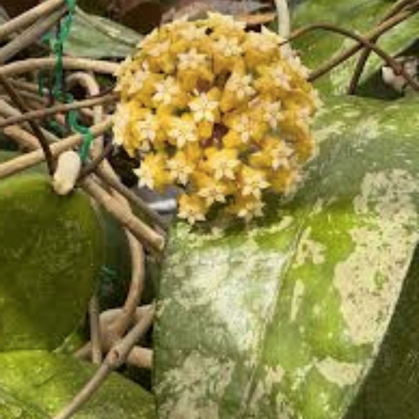 Hoya Fitchii Yellow Plant in 4.5" Pot, Well Rooted, Live Hoya fitchii, Indoor Houseplant, Rare Hoya Plant
