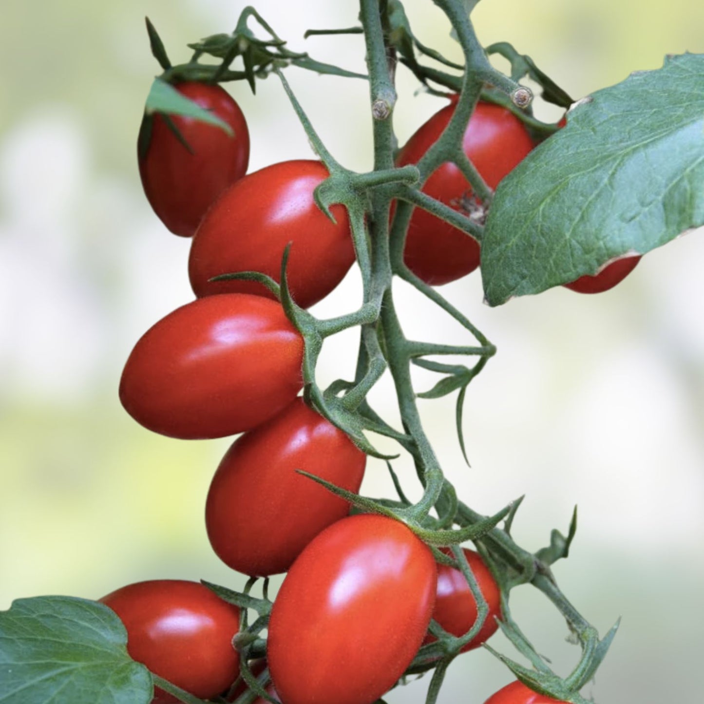 Roma Tomato Seeds 100 Count Heirloom Variety Solanum lycopersicum for Home Gardening Made in USA
