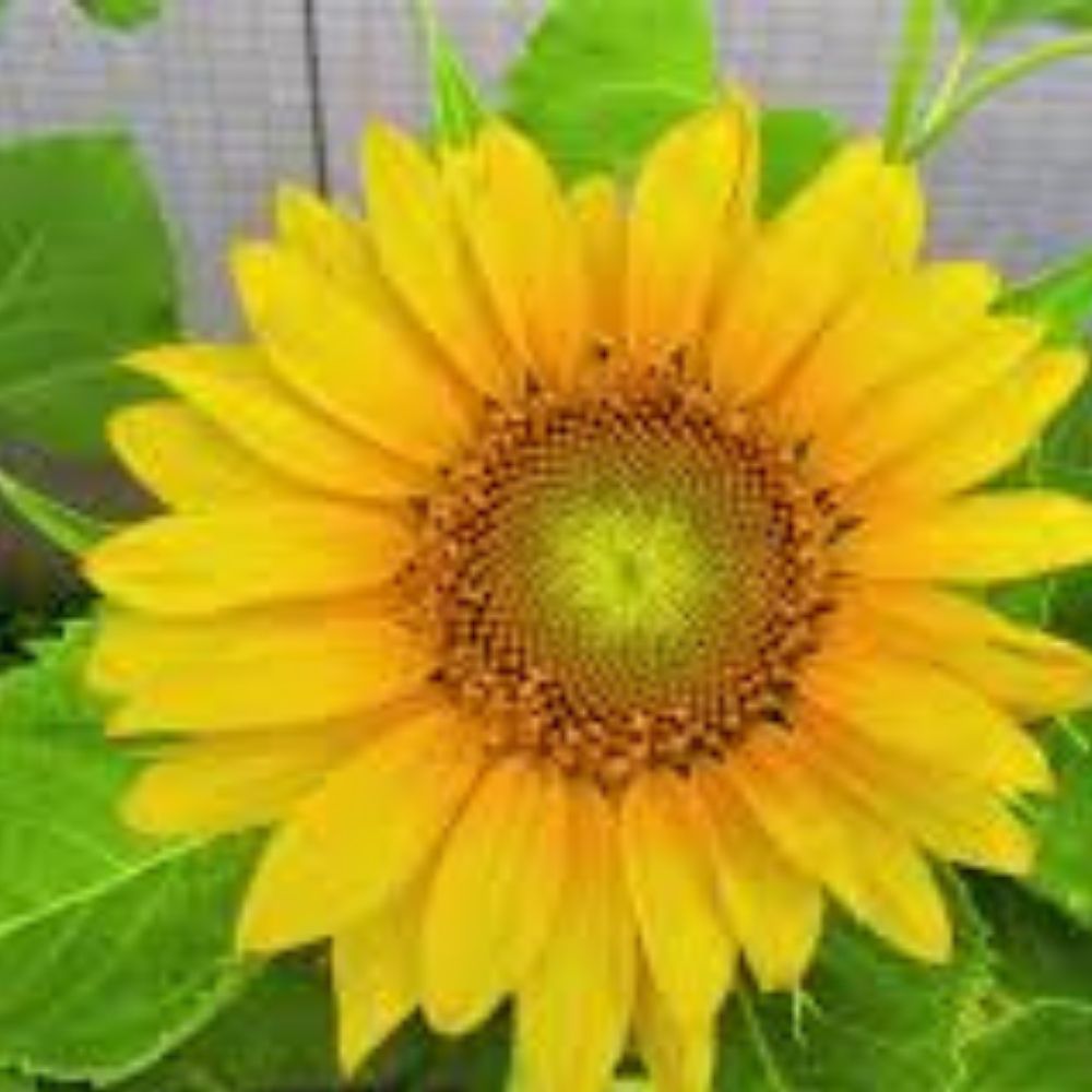 Fresh Organic Sunflower Seeds 20 Pack Vincent's Seeds Helianthus annuus USA Grown