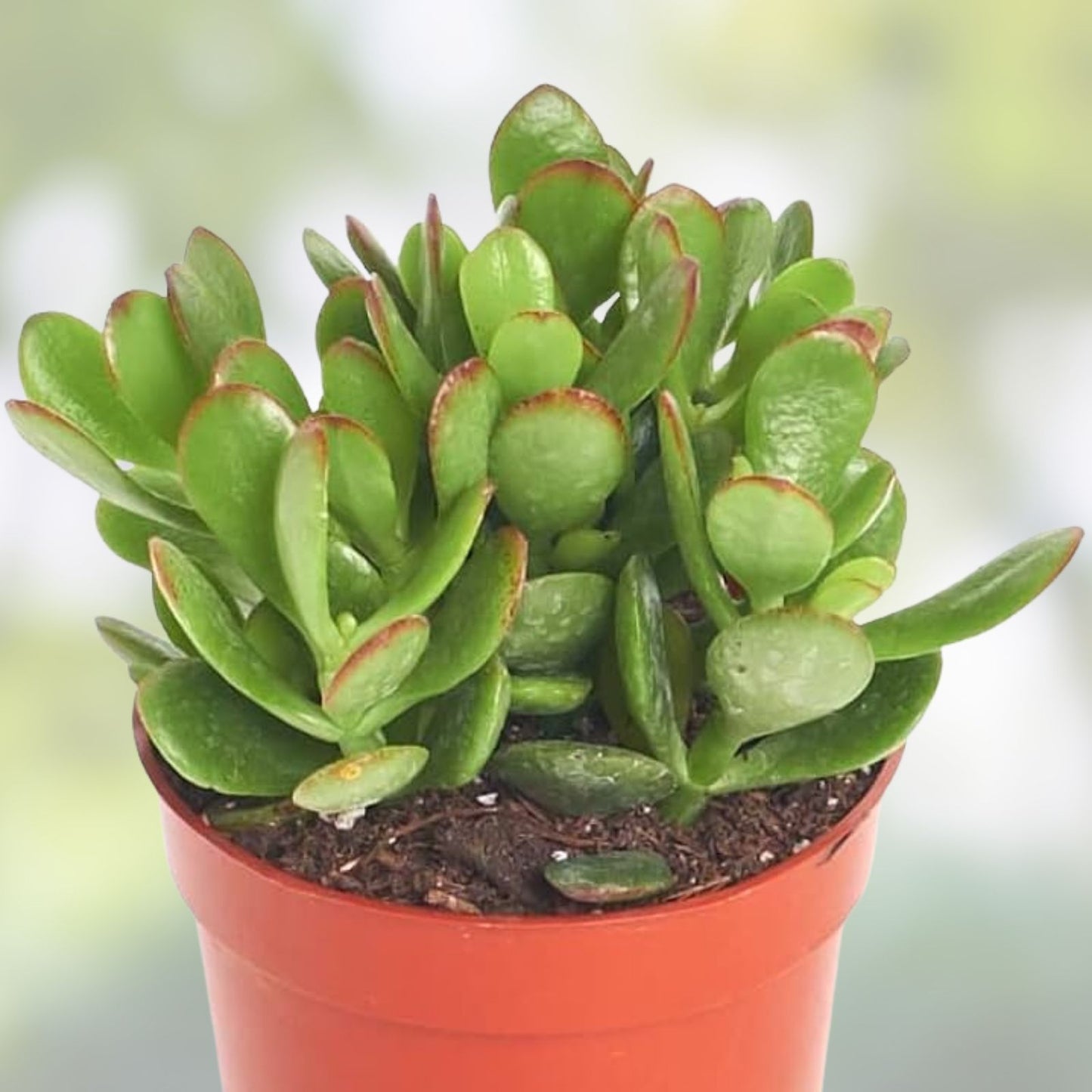 Jade Plant Succulent Cuttings 0.75-1 Inch Crassula ovata 2 Pack, Thick Green Houseplant, Easy Care Indoor Plant
