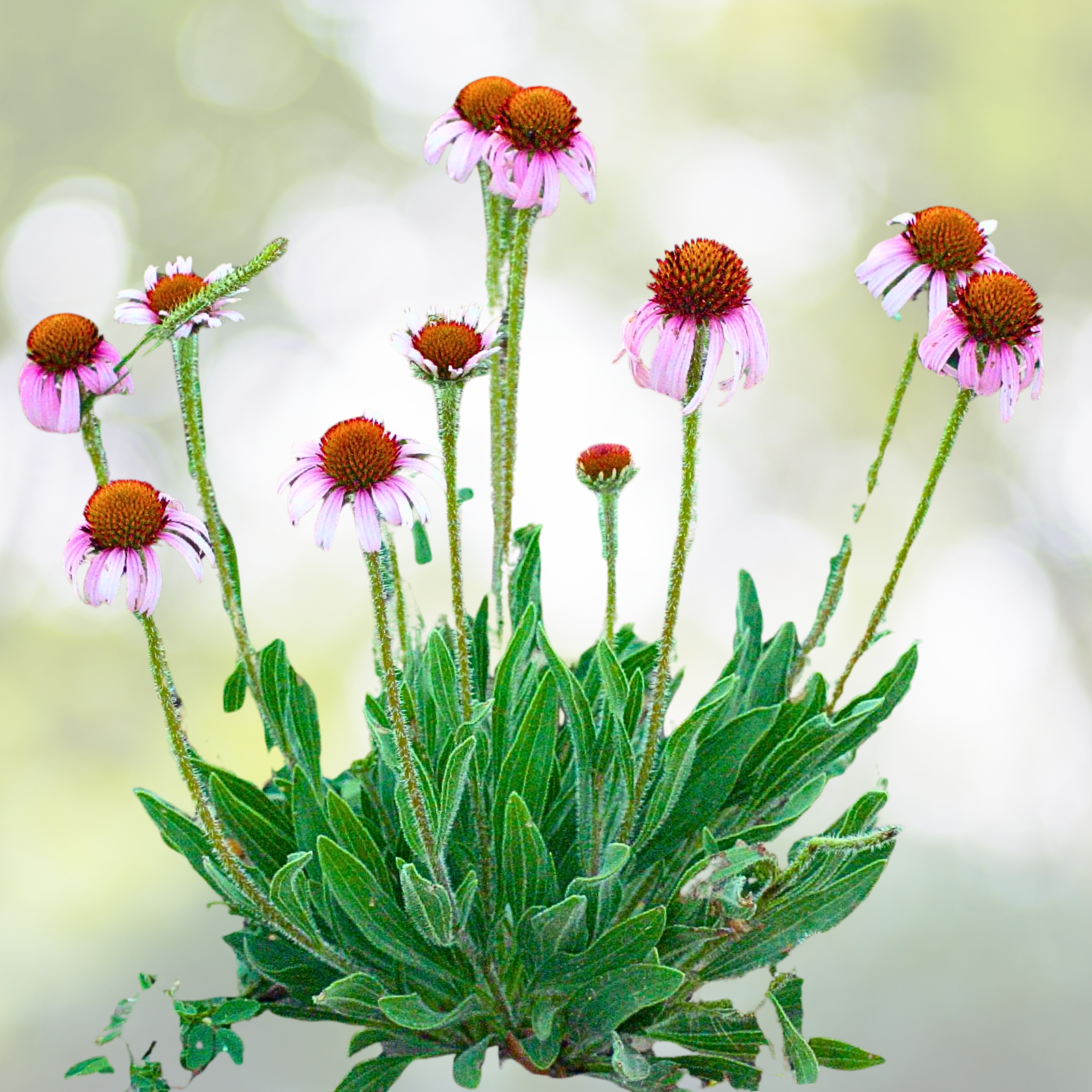Echinacea Starter Plant - Miscellaneous Varieties - Coneflower - Medicinal Herb (Echinacea spp.)