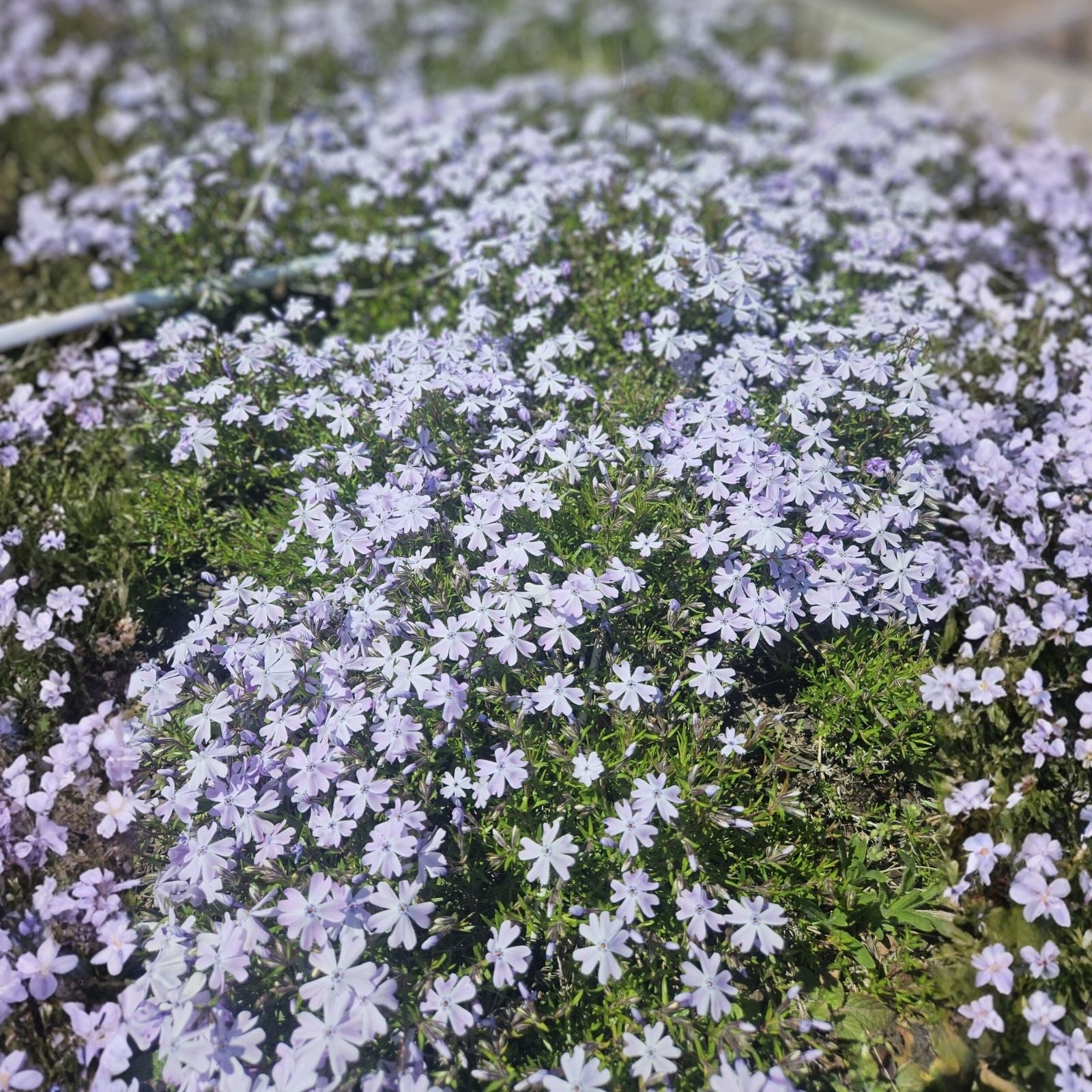Phlox Seeds 125 Count Blue Woodland Annual Flower Seeds Phlox subulata