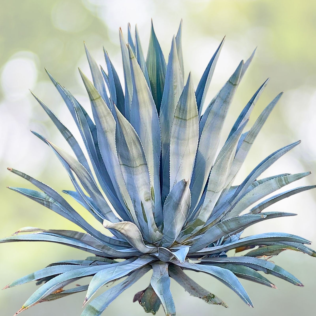 Live Blue Agave Cactus Plant 5-8" Fully Rooted, Agave Americana, Large Green Succulent Indoor/Outdoor Decor
