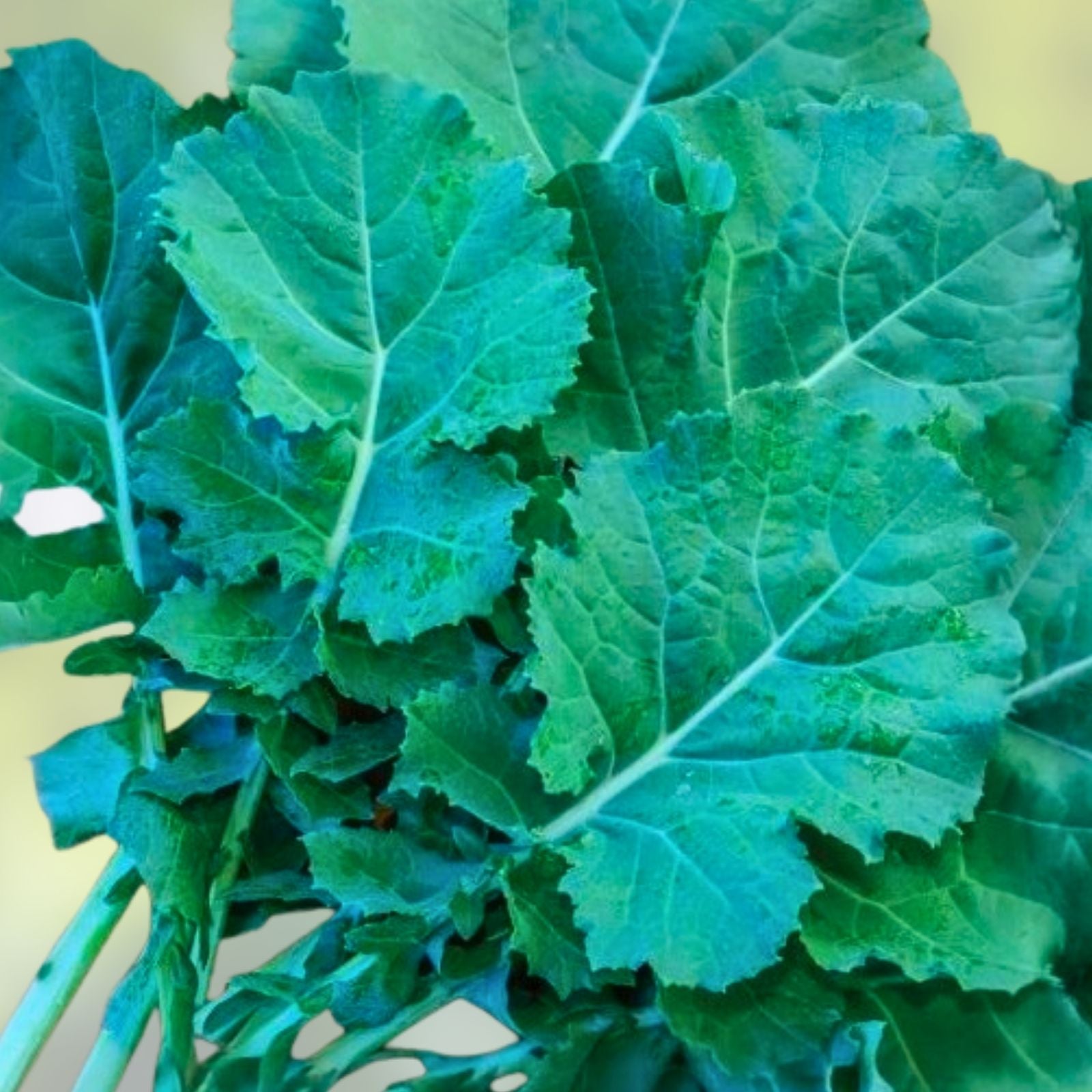 Mustard Greens Seeds Heirloom Florida Broadleaf Non-GMO 25+ Seeds Brassica juncea Vegetable Seeds