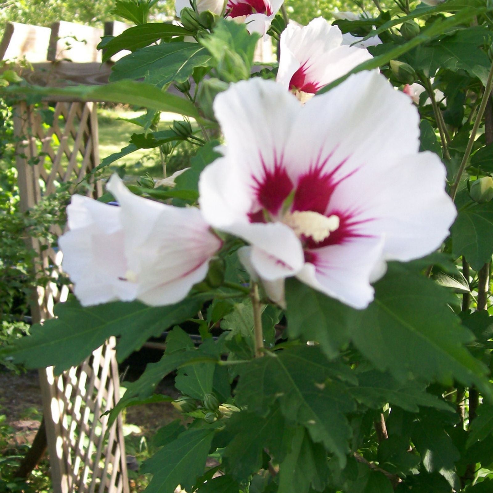 Rose of Sharon Plant Cuttings Set of 10 | White & Purple Hibiscus syriacus Shrubs | Garden Flower Propagation