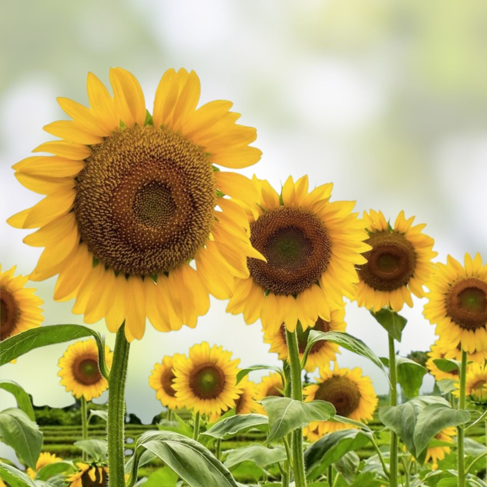 Mammoth Sunflower Seeds 5 oz – Helianthus annuus Giant Sunflower Seeds for Planting, Tall Garden Sunflowers