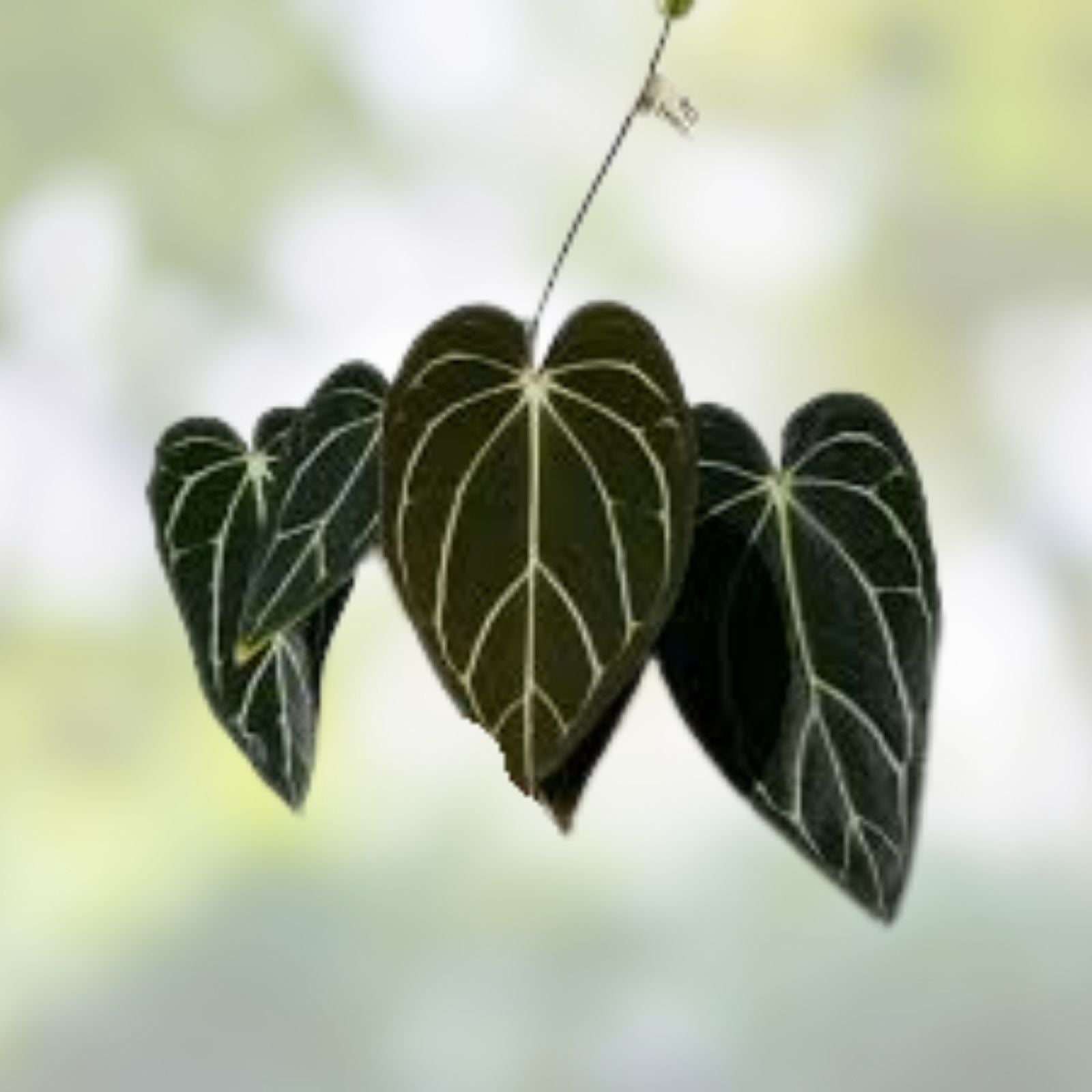 Anthurium Carlablackiae Live Plant Leaf Cutting - Rare Tropical Houseplant for Home Decor