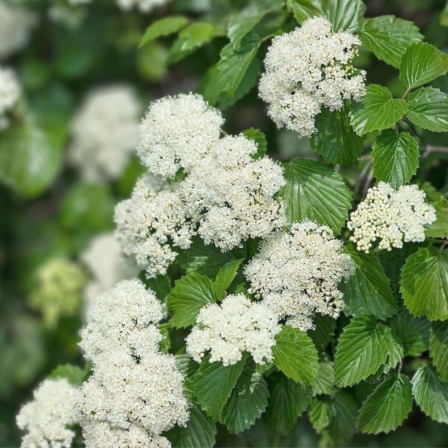 Arrowwood Viburnum Shrub Set of 2, Live Plants, 8-12 Inches, Viburnum dentatum, Ornamental Deciduous Bushes