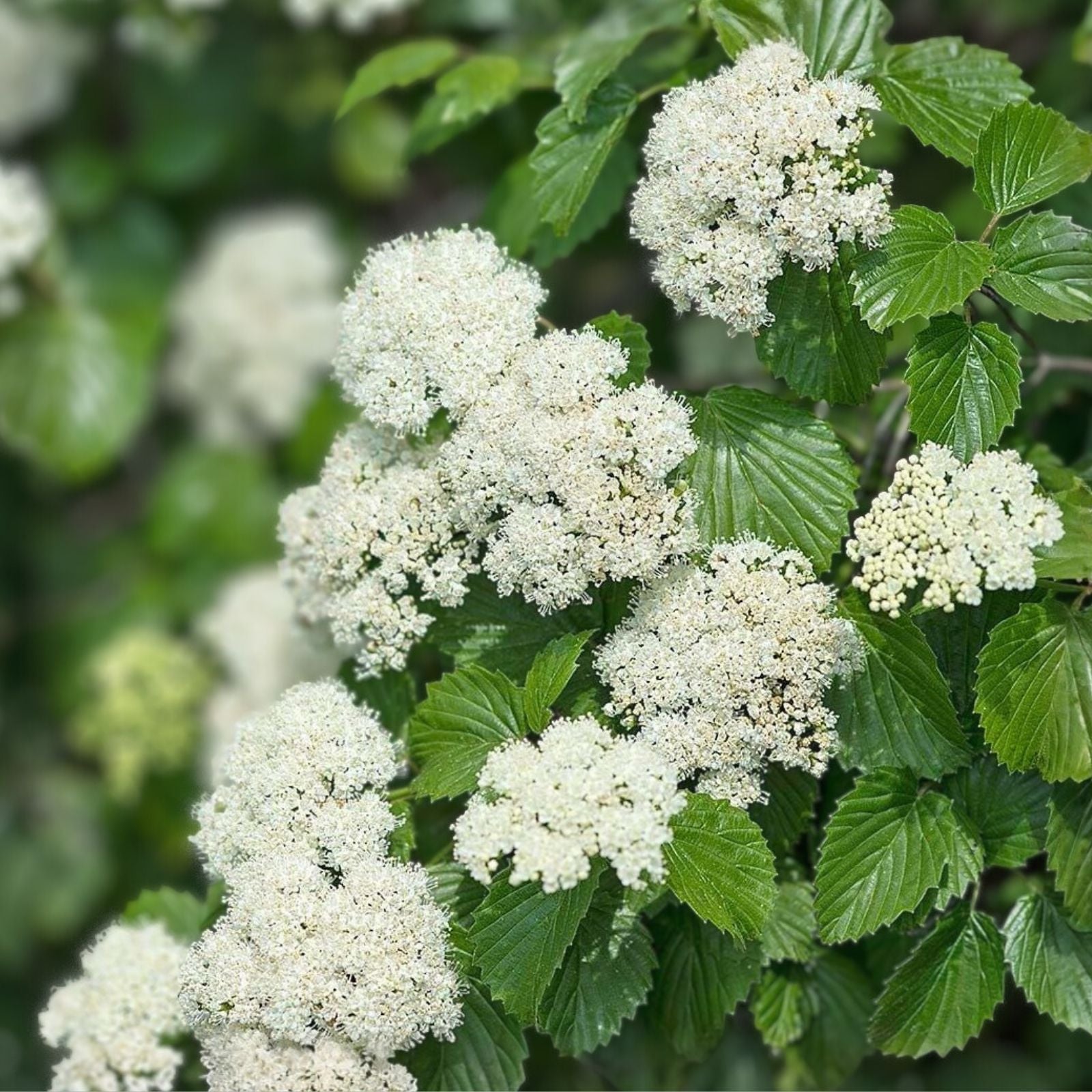 Arrowwood Viburnum Shrub Set of 2, Live Plants, 8-12 Inches, Viburnum dentatum, Ornamental Deciduous Bushes