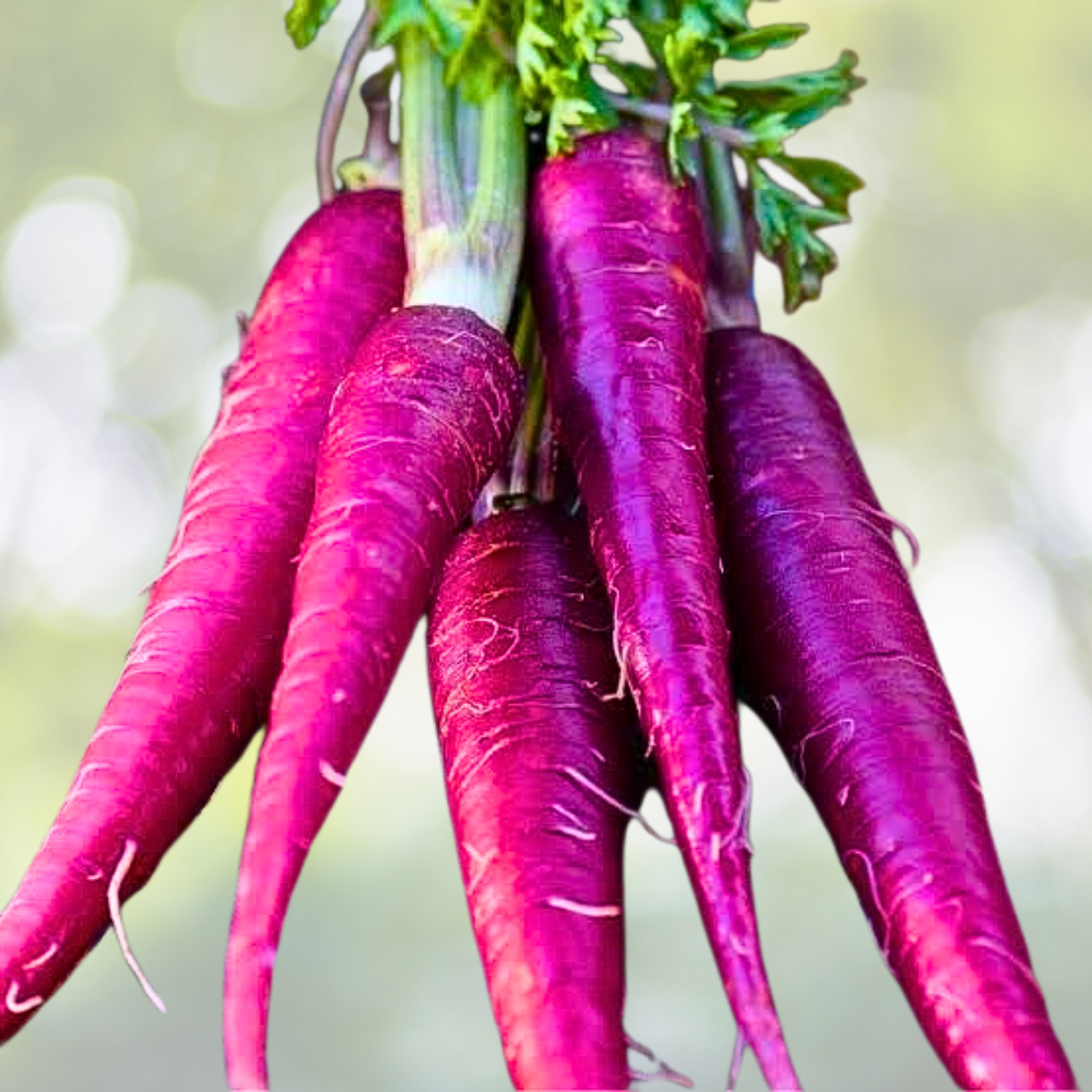 Carrot Seeds - 200 Seeds - Cosmic Purple Heirloom Vegetable - Daucus carota