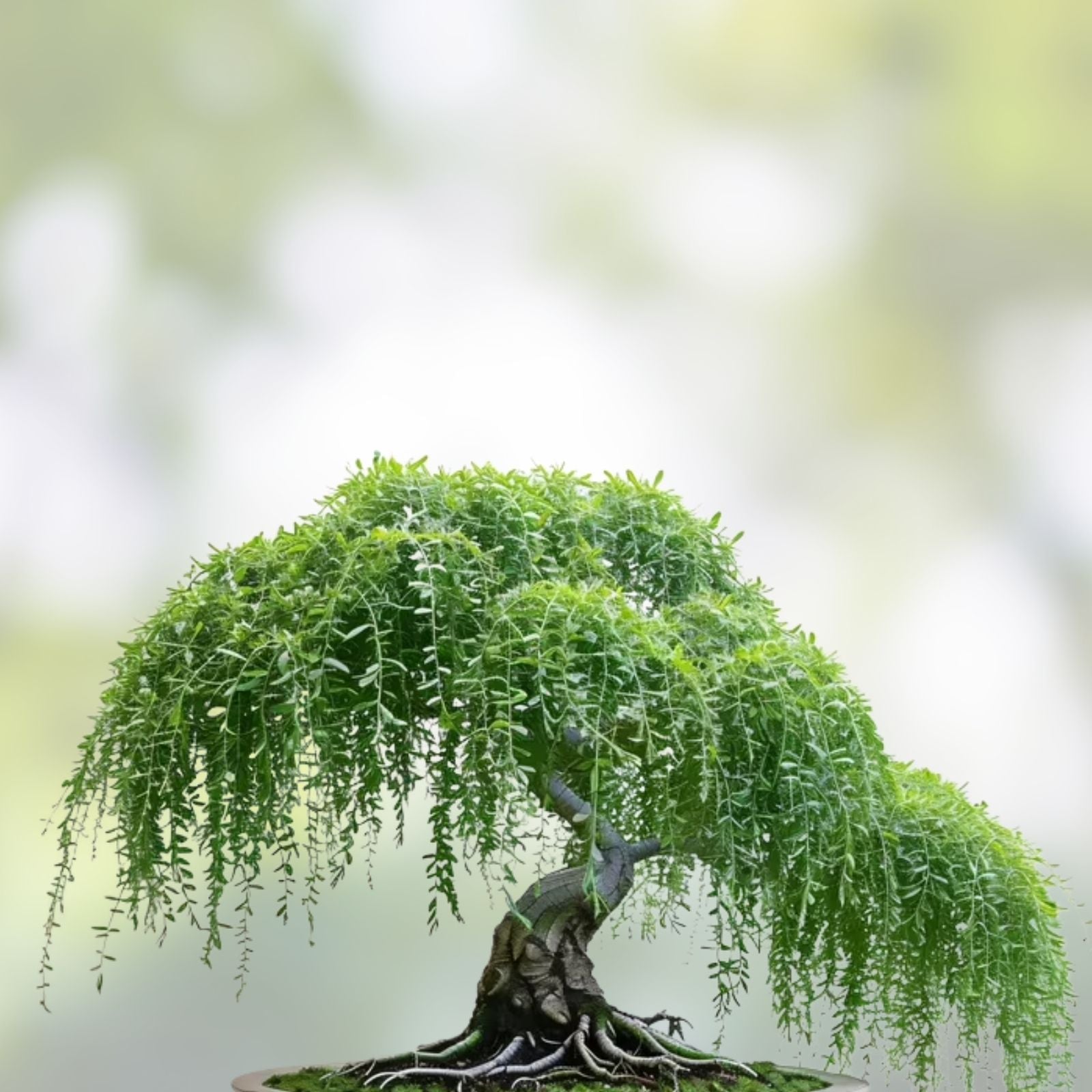 Bonsai Willow Tree Cuttings - 3 Thick Trunks - Australian Weeping Dragon - Salix babylonica